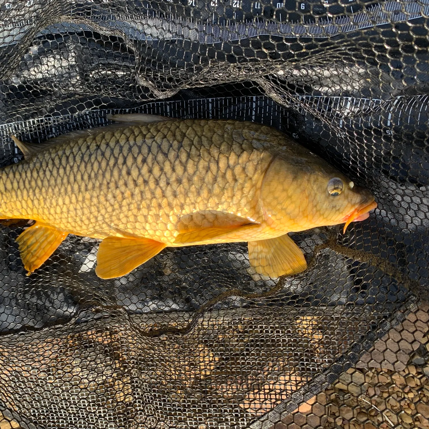 Common carp caught on Fishbrain