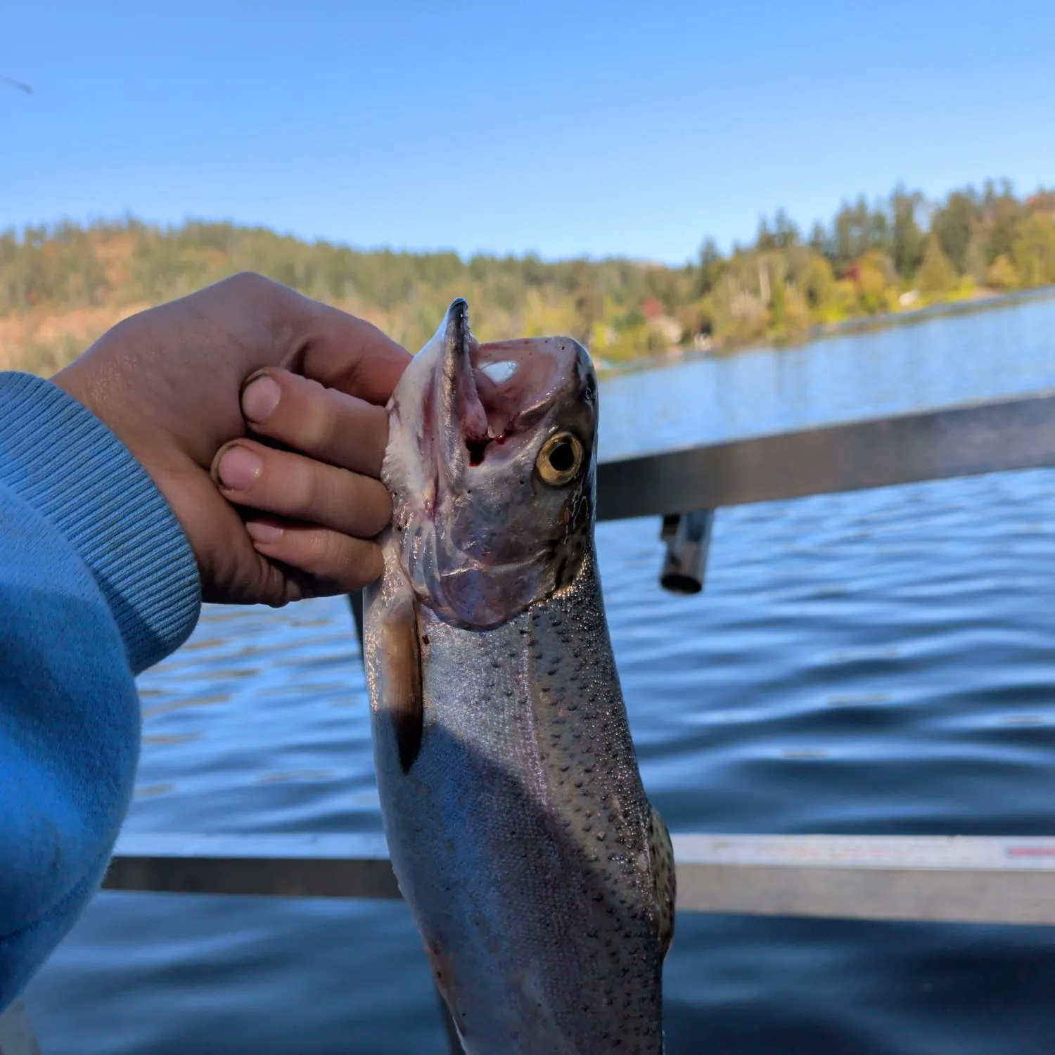 Fish caught on Fishbrain