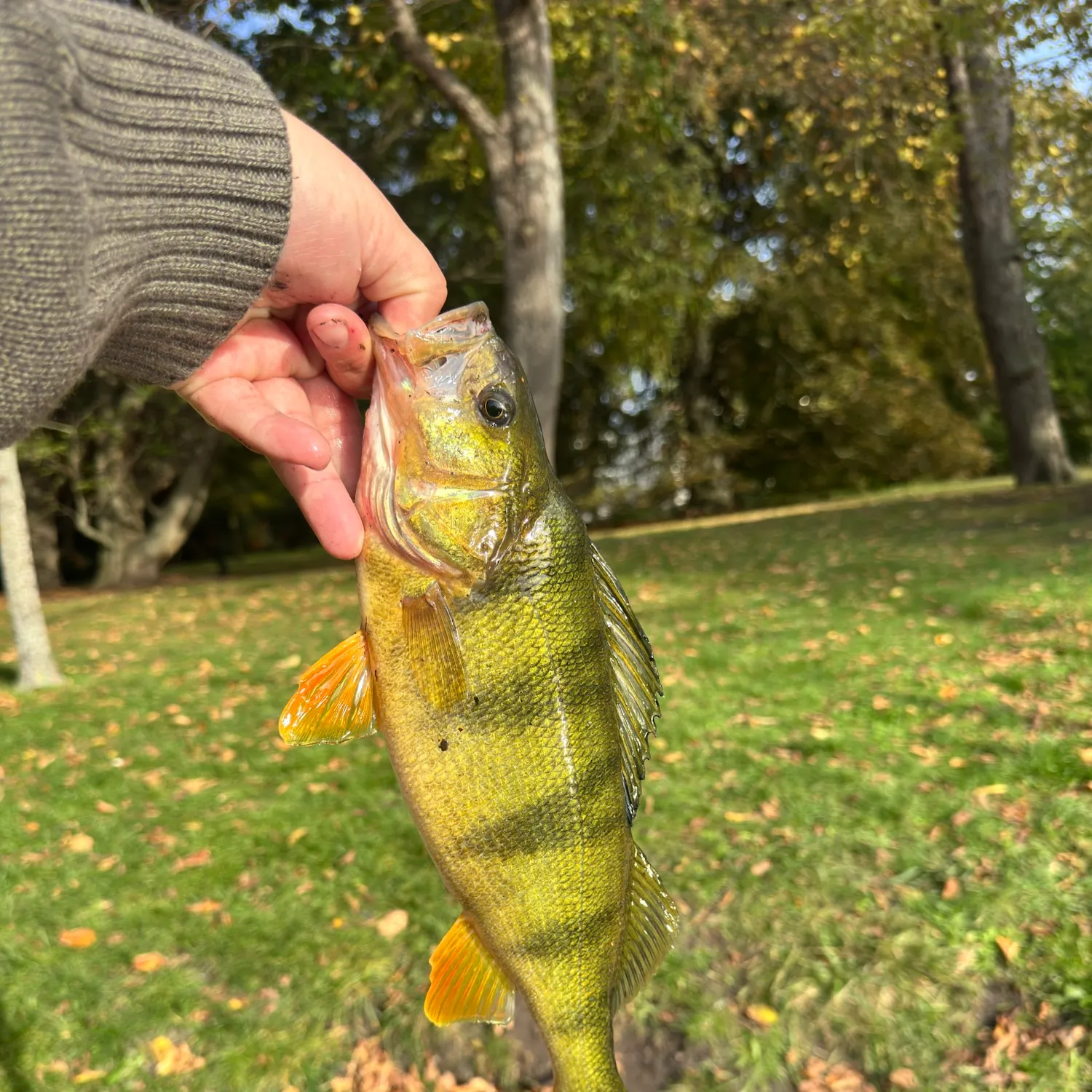European perch caught on Fishbrain