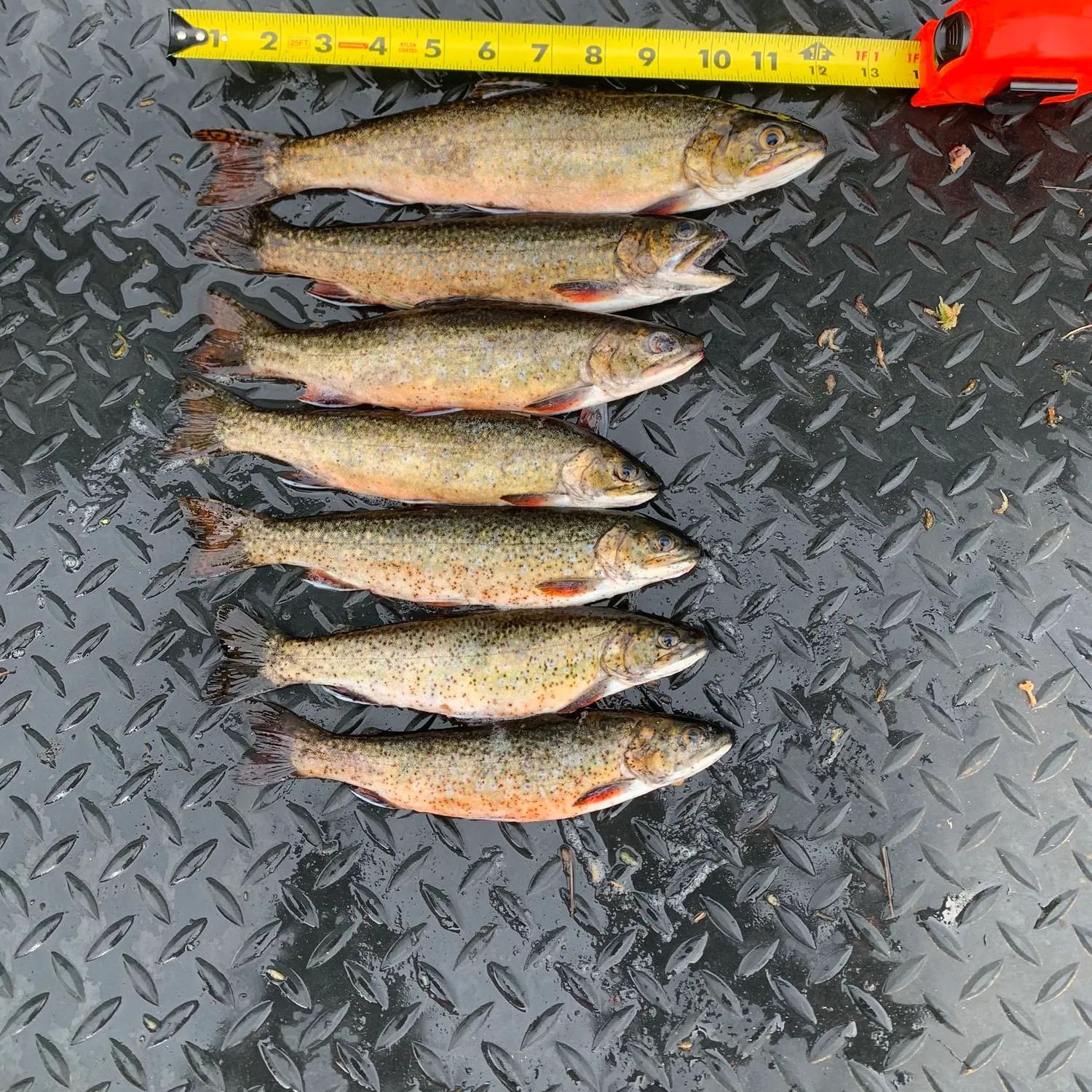 recently logged catches