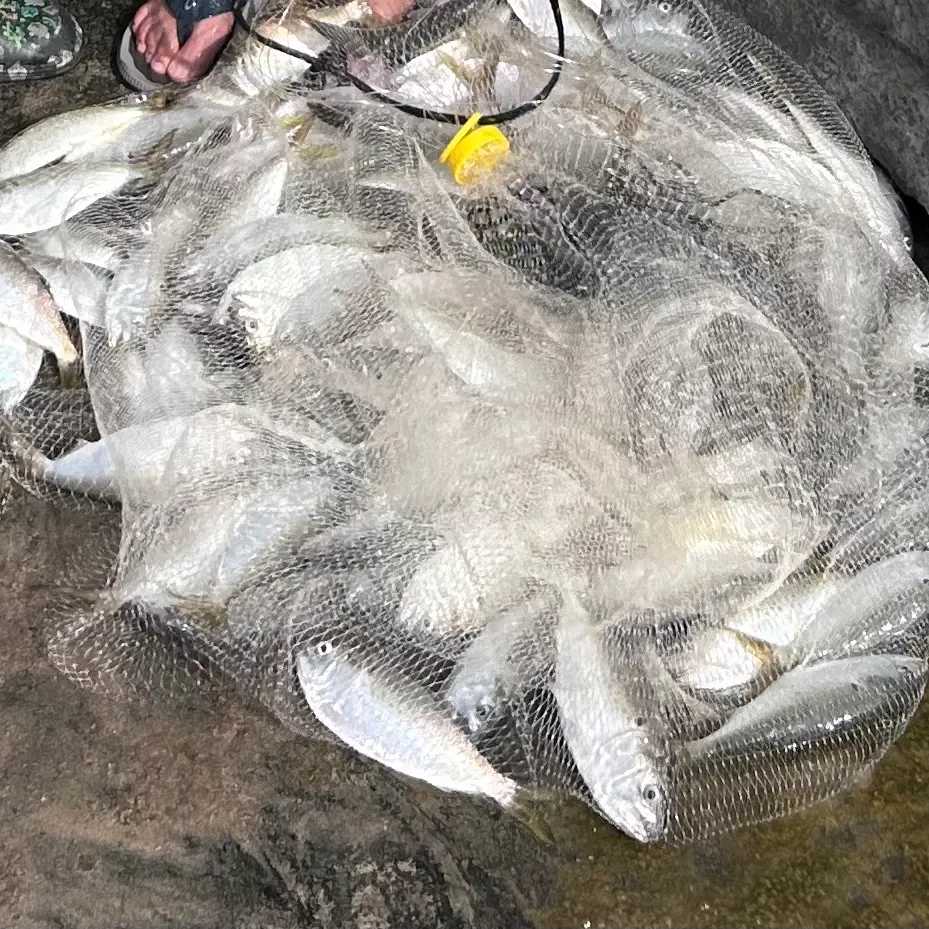 The most recent Atlantic bumper catches on Fishbrain