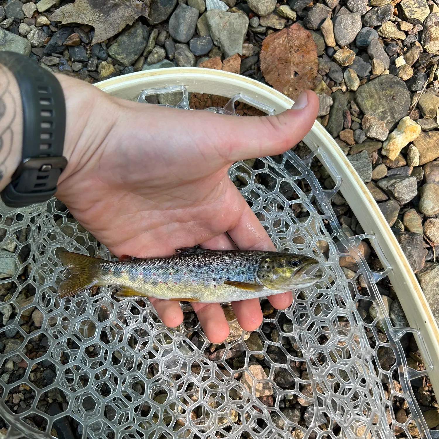 Brown trout caught on Fishbrain