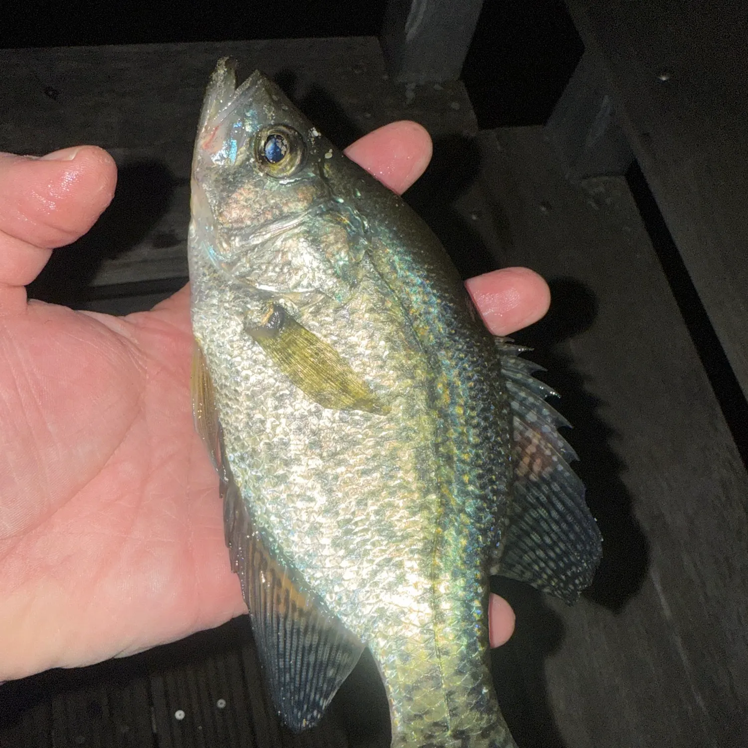 Black crappie caught on Fishbrain