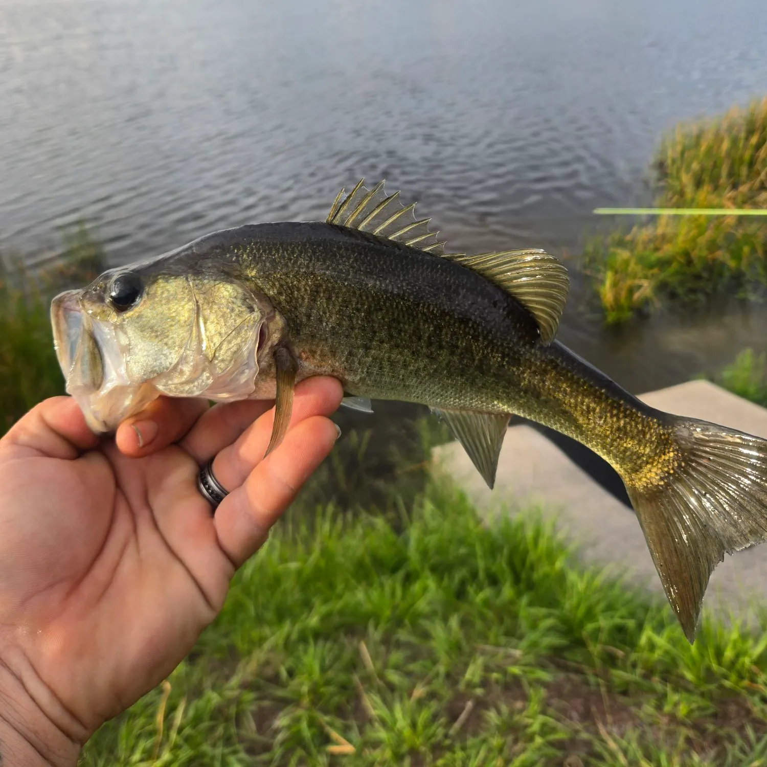 Largemouth bass caught on Fishbrain