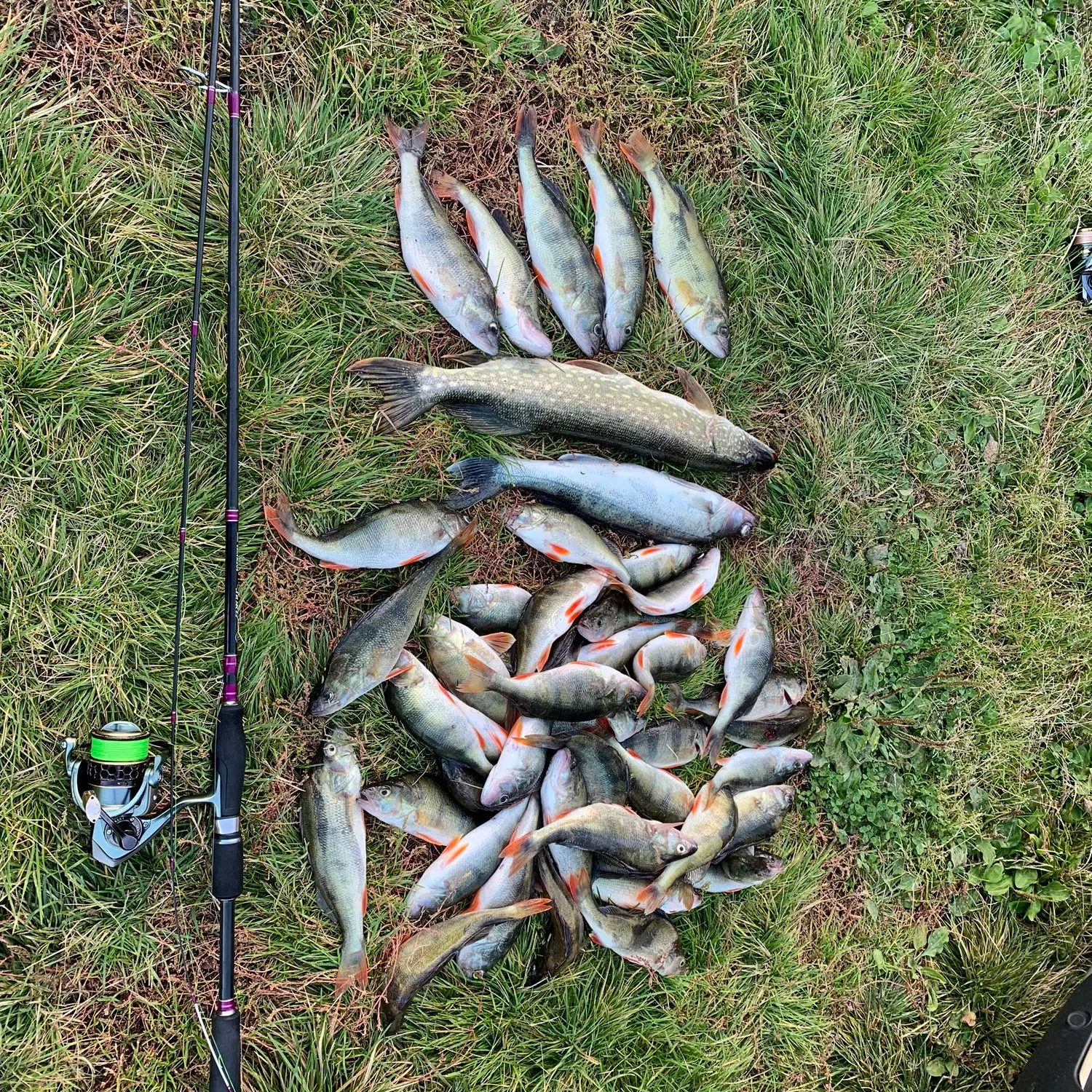 recently logged catches