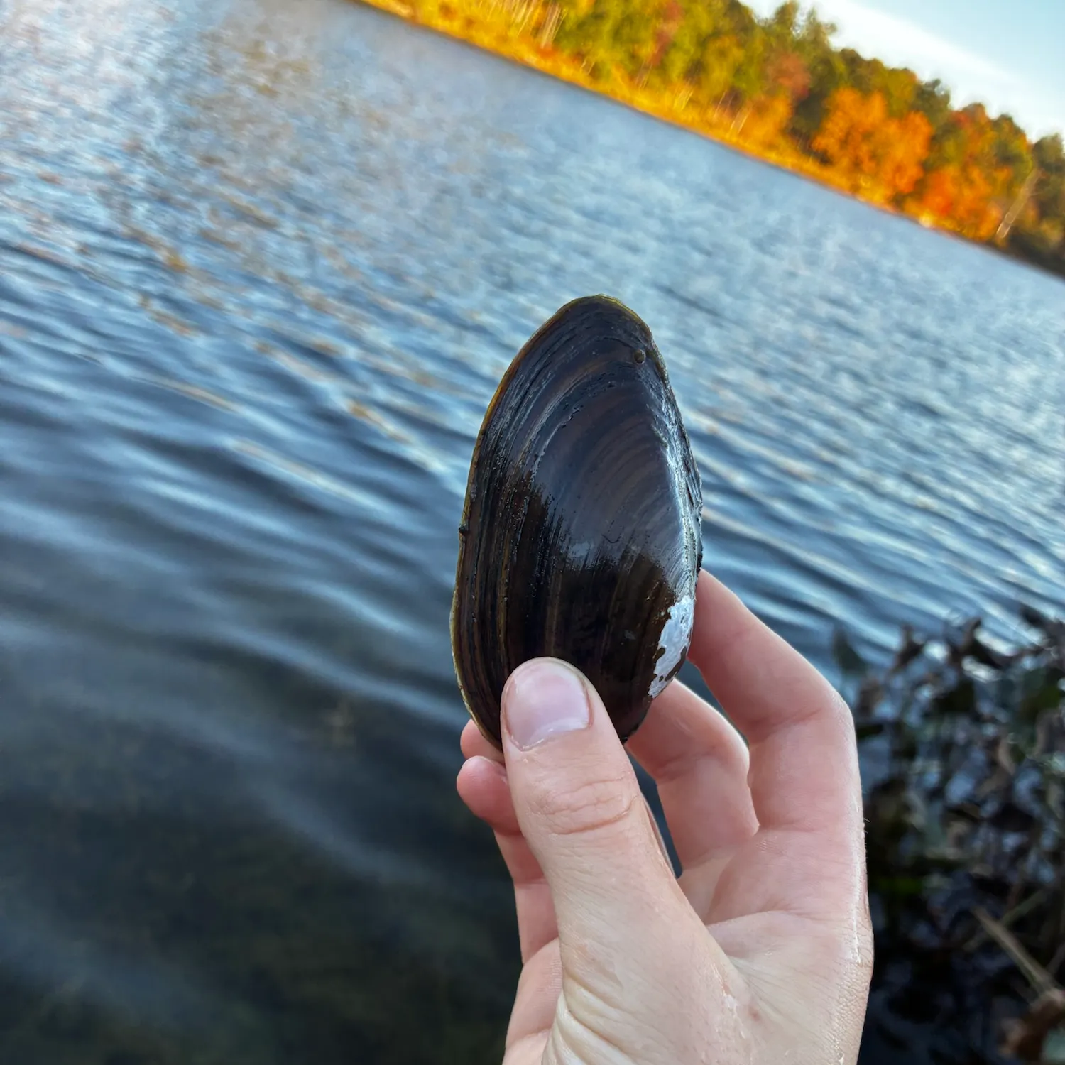 Fish caught on Fishbrain