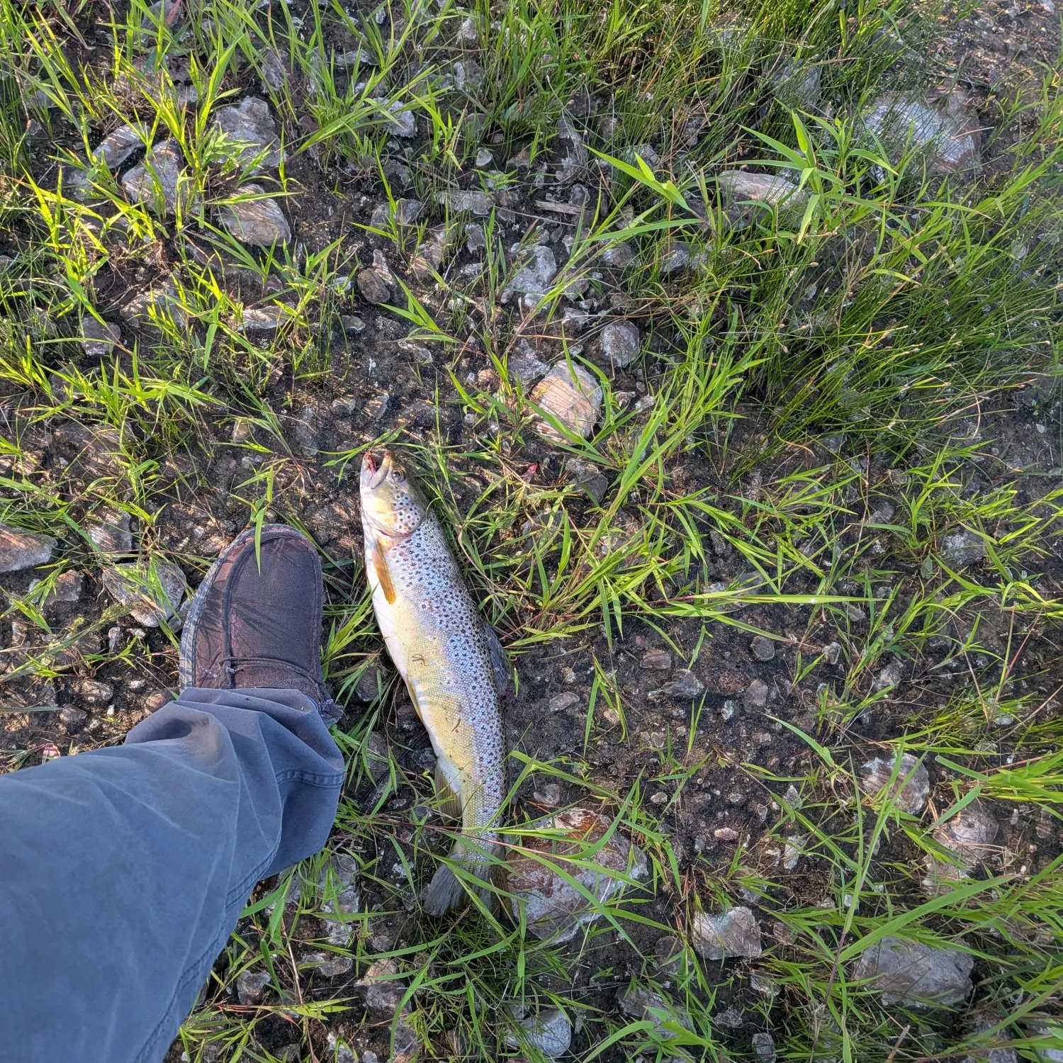 Brown trout caught on Fishbrain