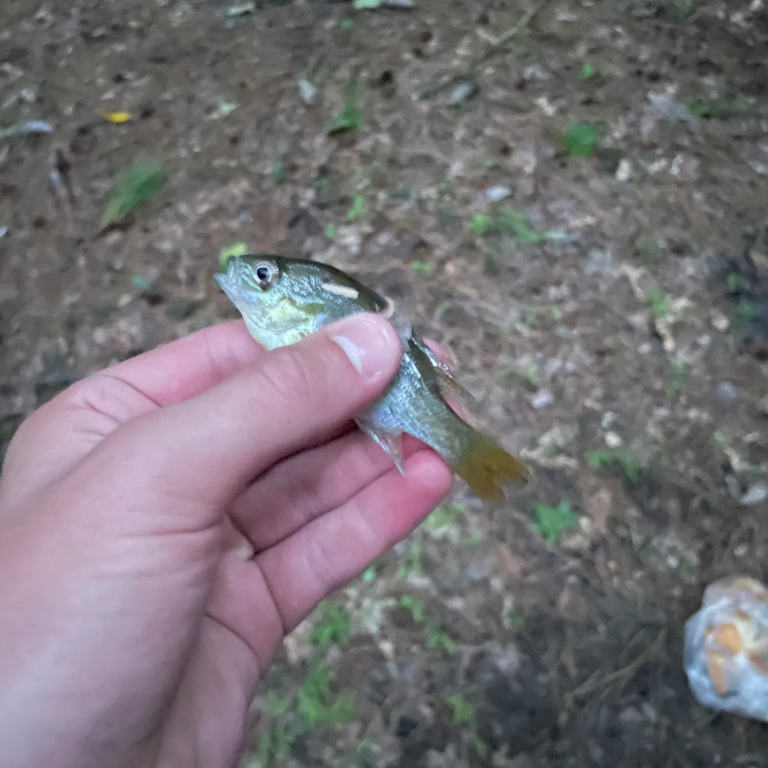 The most recent Common shiner catches on Fishbrain