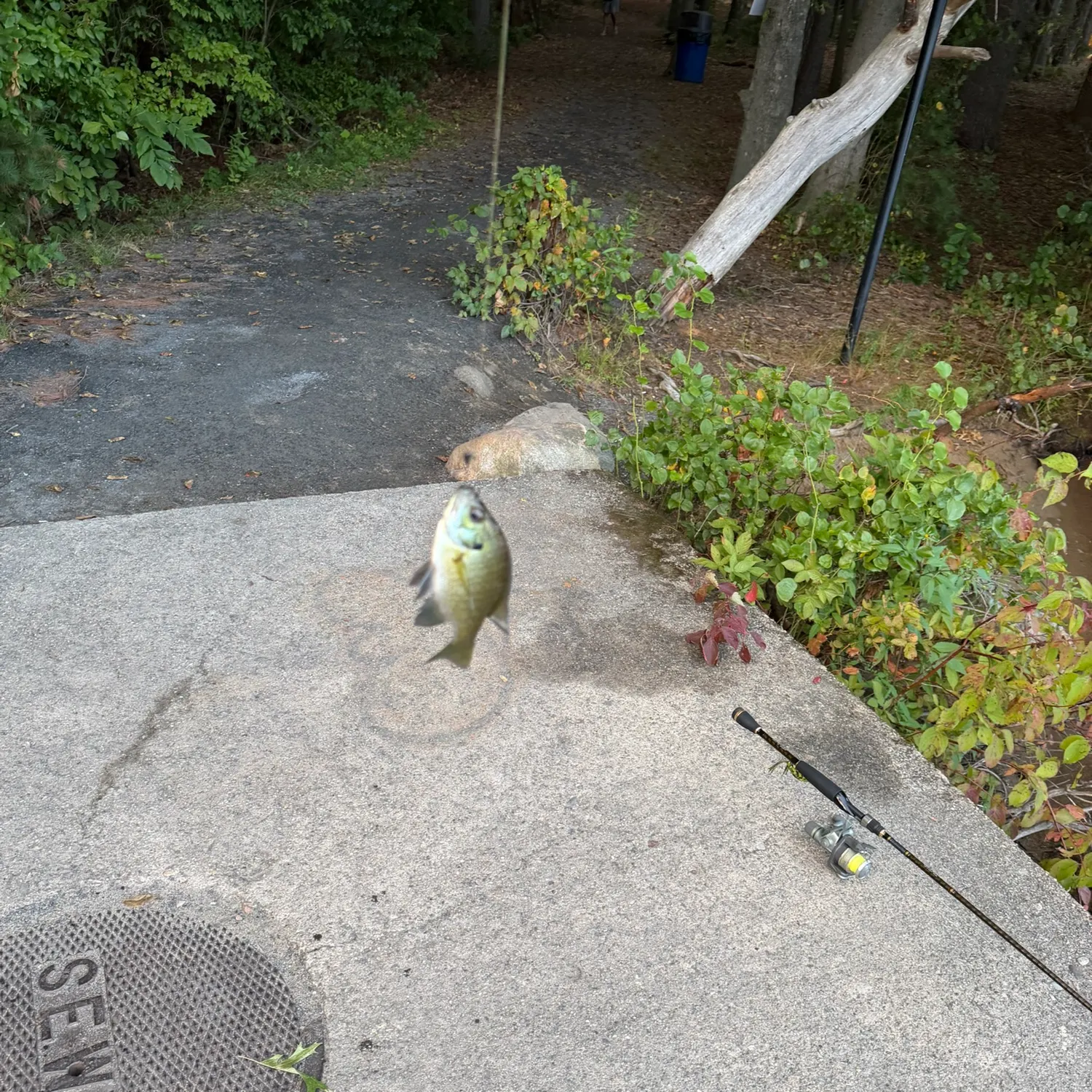 Bluegill caught on Fishbrain