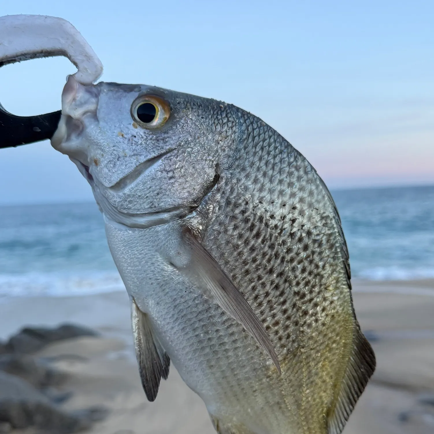 The most recent Black margate catches on Fishbrain