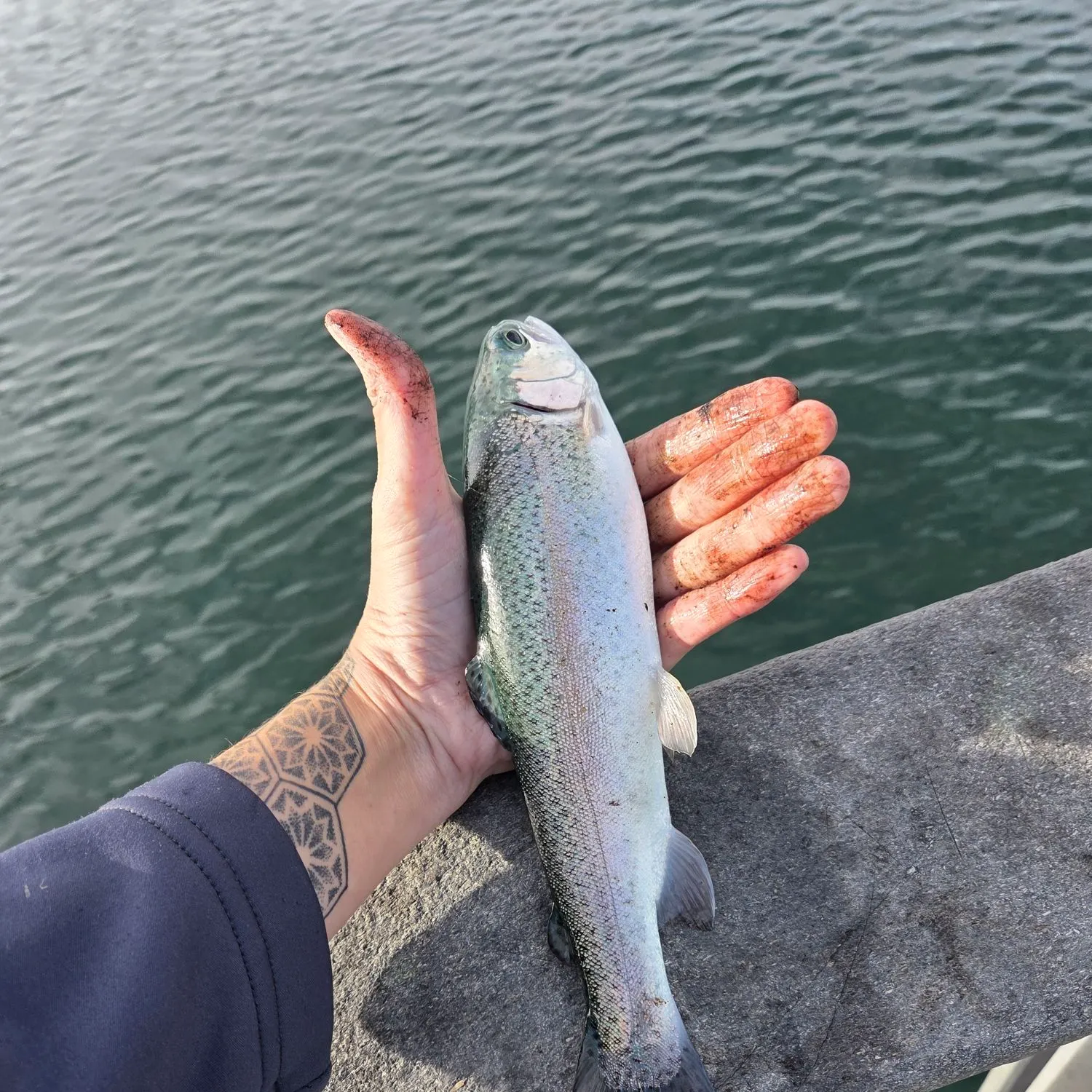 Rainbow trout caught on Fishbrain