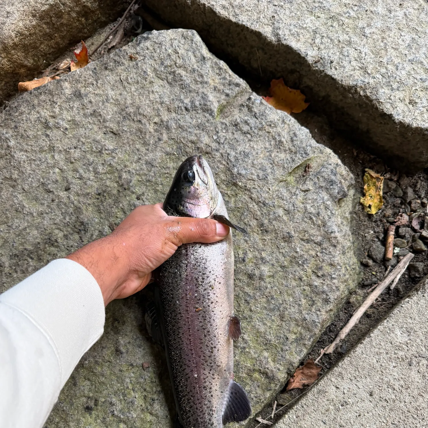 Rainbow trout caught on Fishbrain