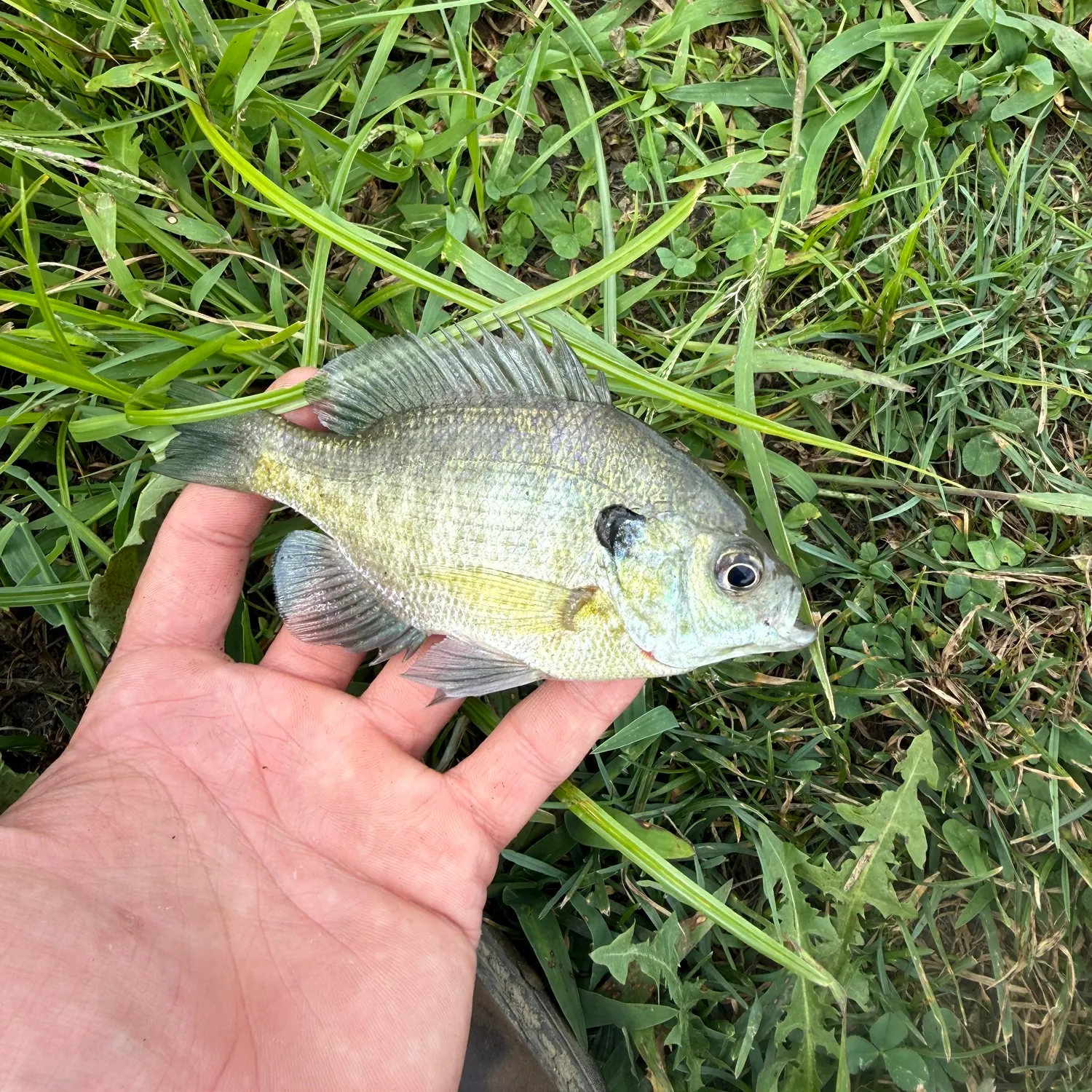 Bluegill caught on Fishbrain