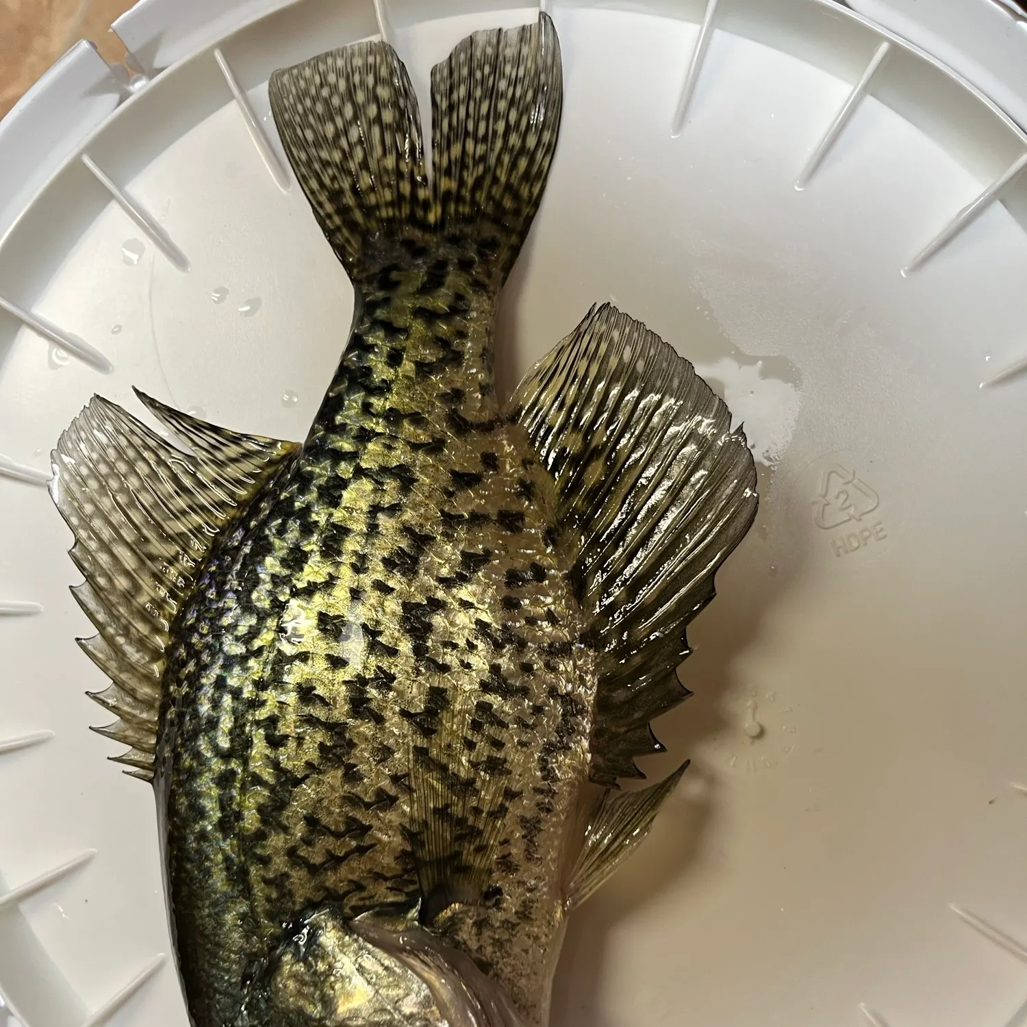 Black crappie caught on Fishbrain