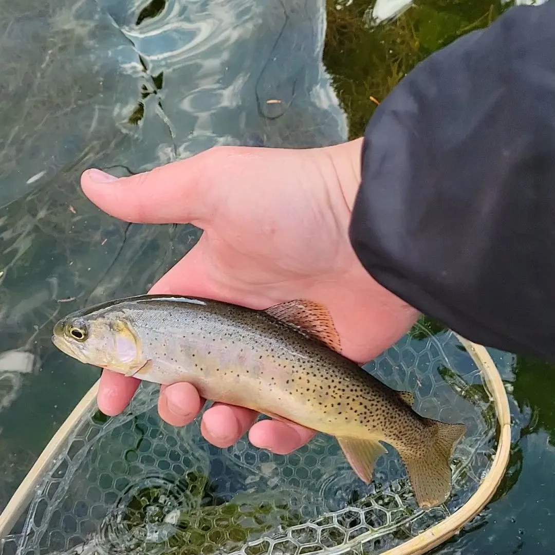 Cutthroat trout caught on Fishbrain