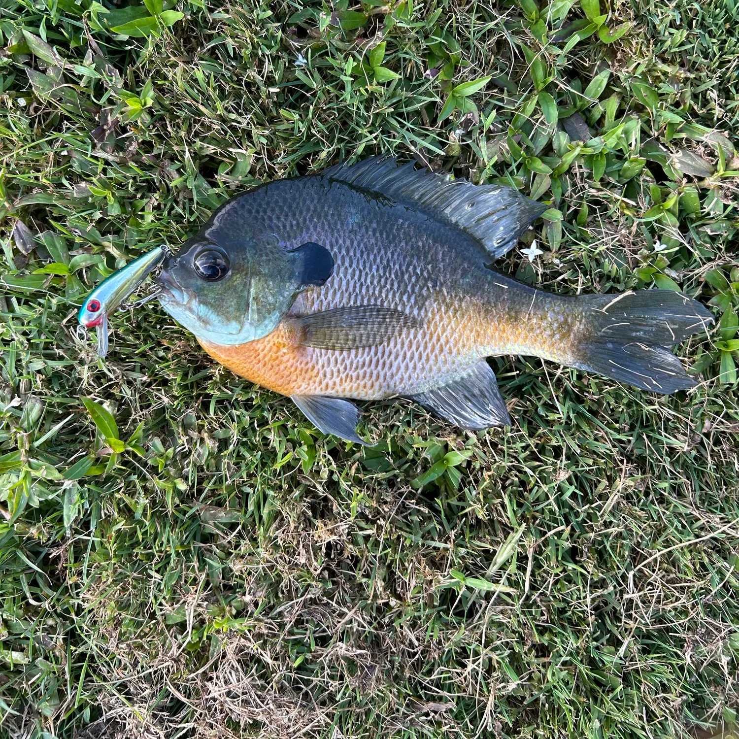 Bluegill caught on Fishbrain