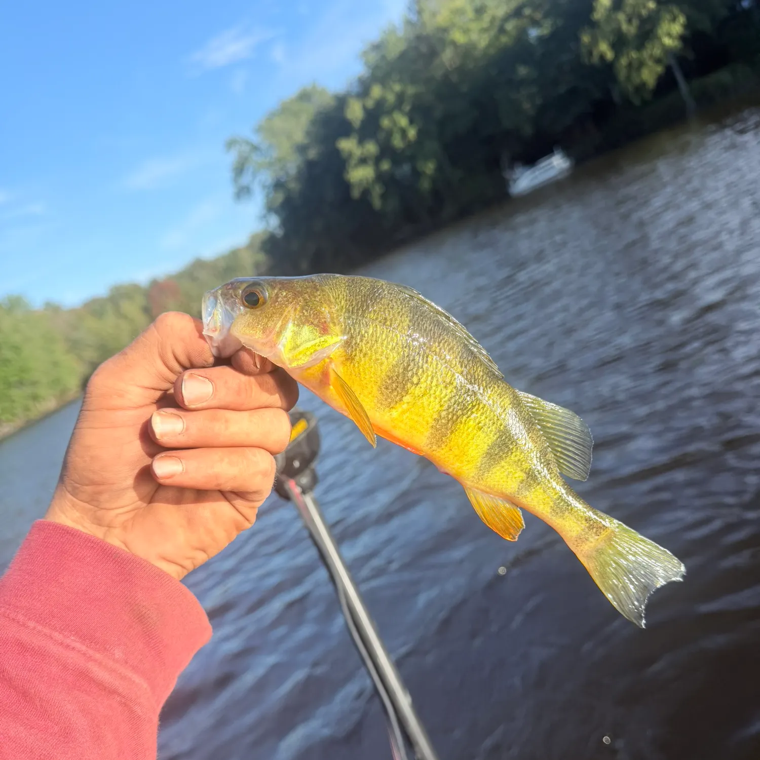 Yellow perch caught on Fishbrain