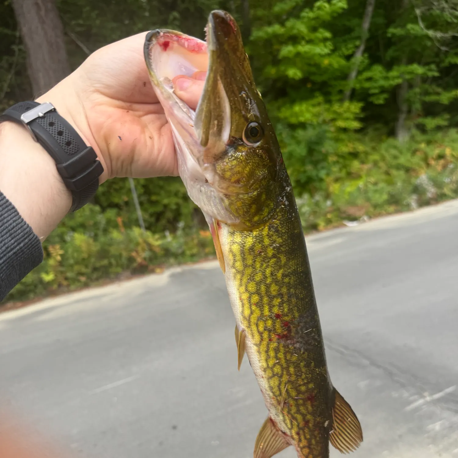 Chain pickerel caught on Fishbrain