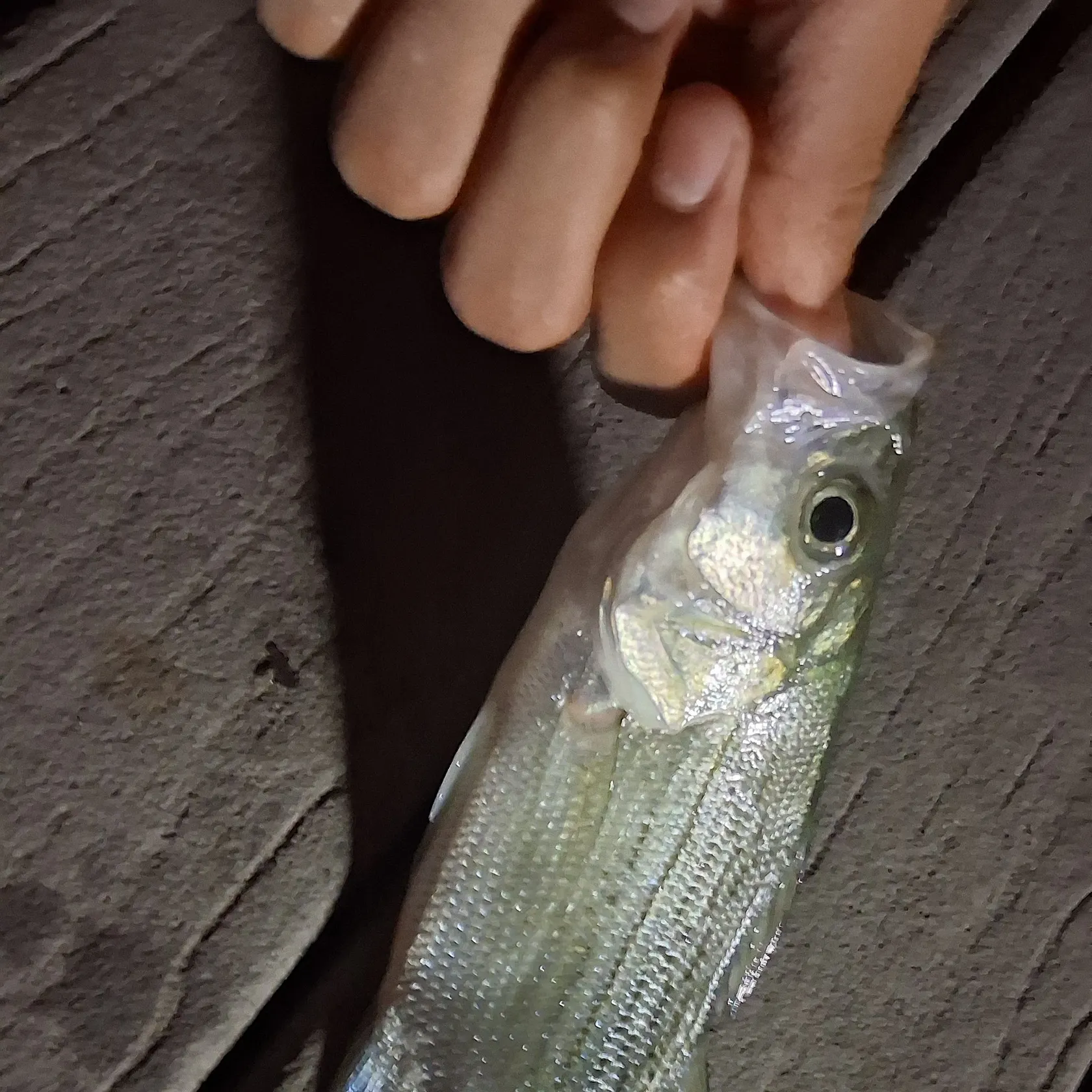 White bass caught on Fishbrain
