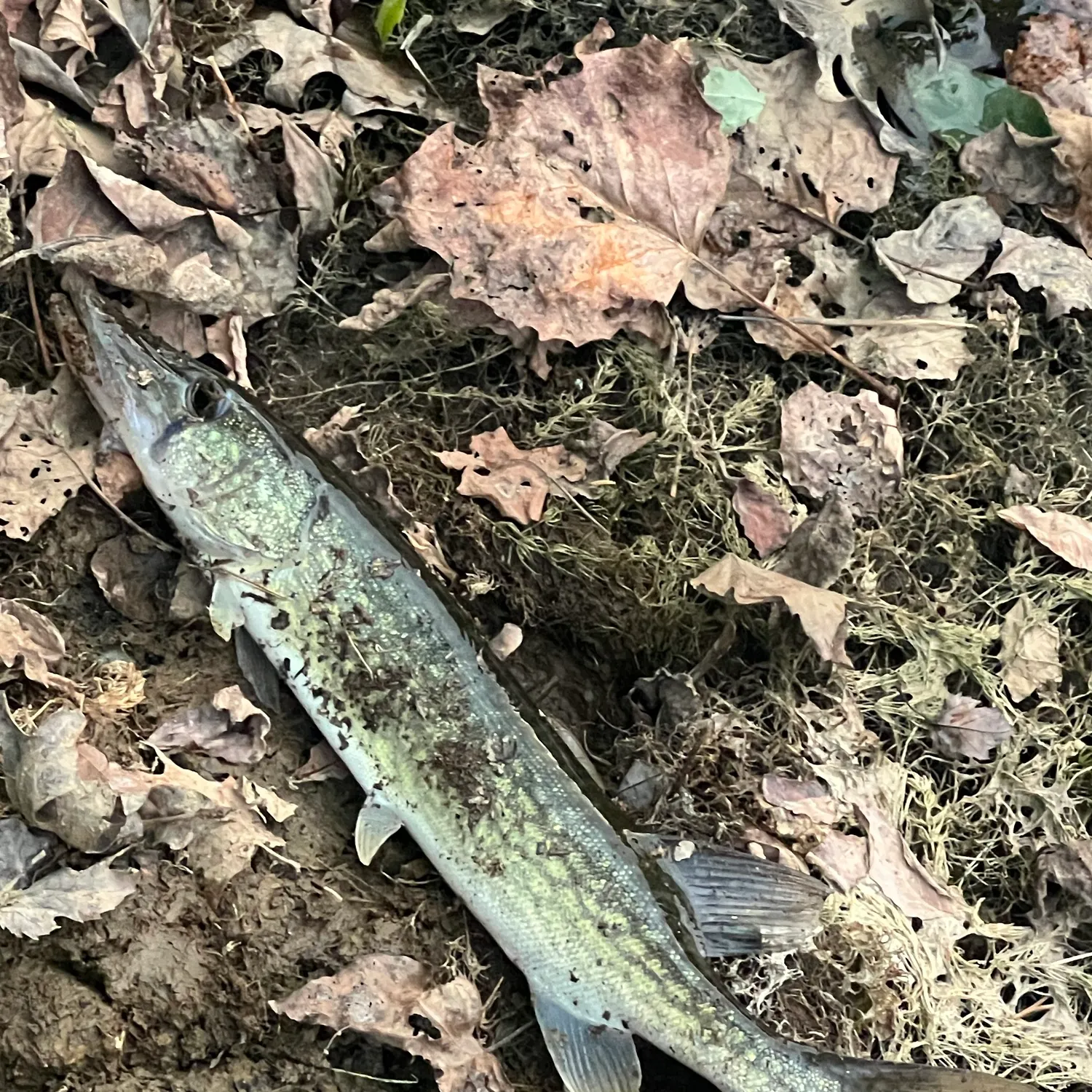 Chain pickerel caught on Fishbrain