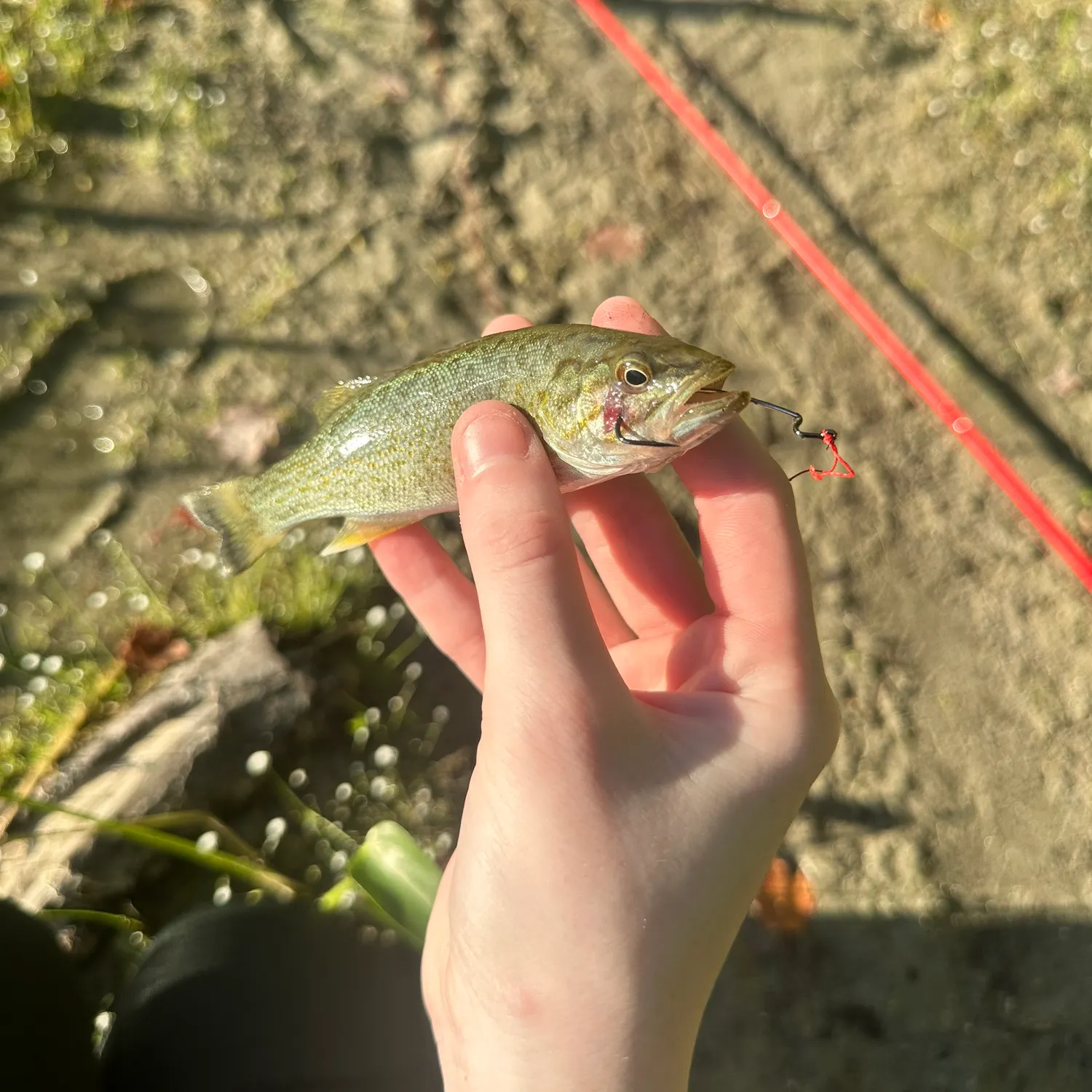 Smallmouth bass caught on Fishbrain