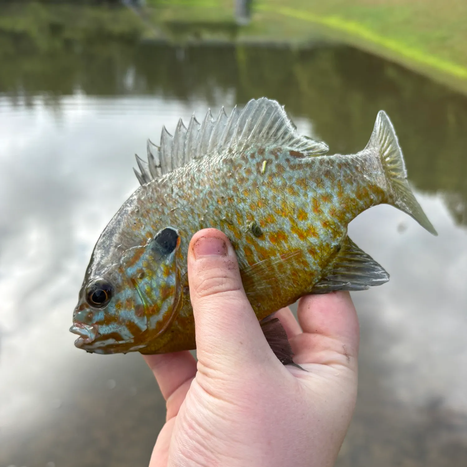 Greengill hybrid caught on Fishbrain