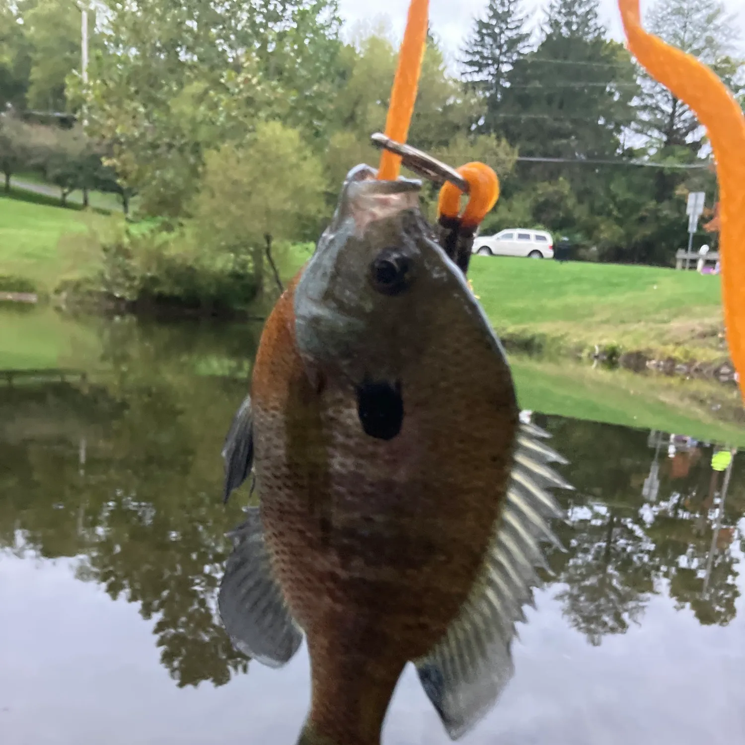 Bluegill caught on Fishbrain