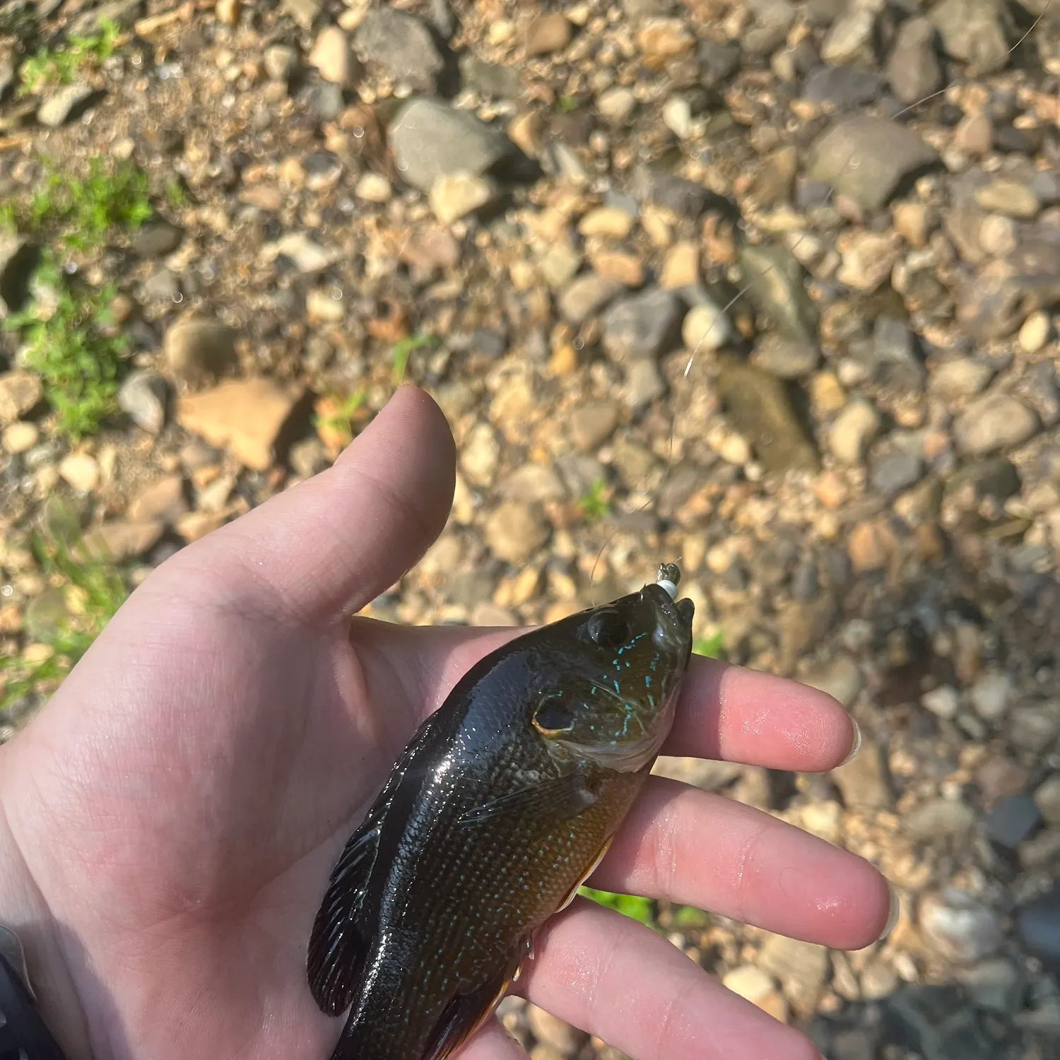 Green sunfish caught on Fishbrain