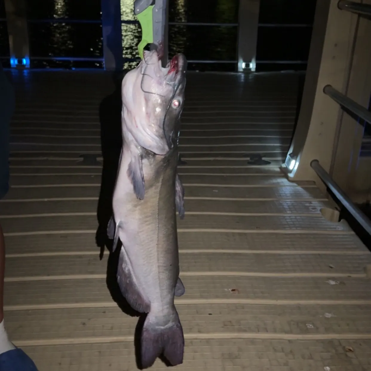 Channel catfish caught on Fishbrain