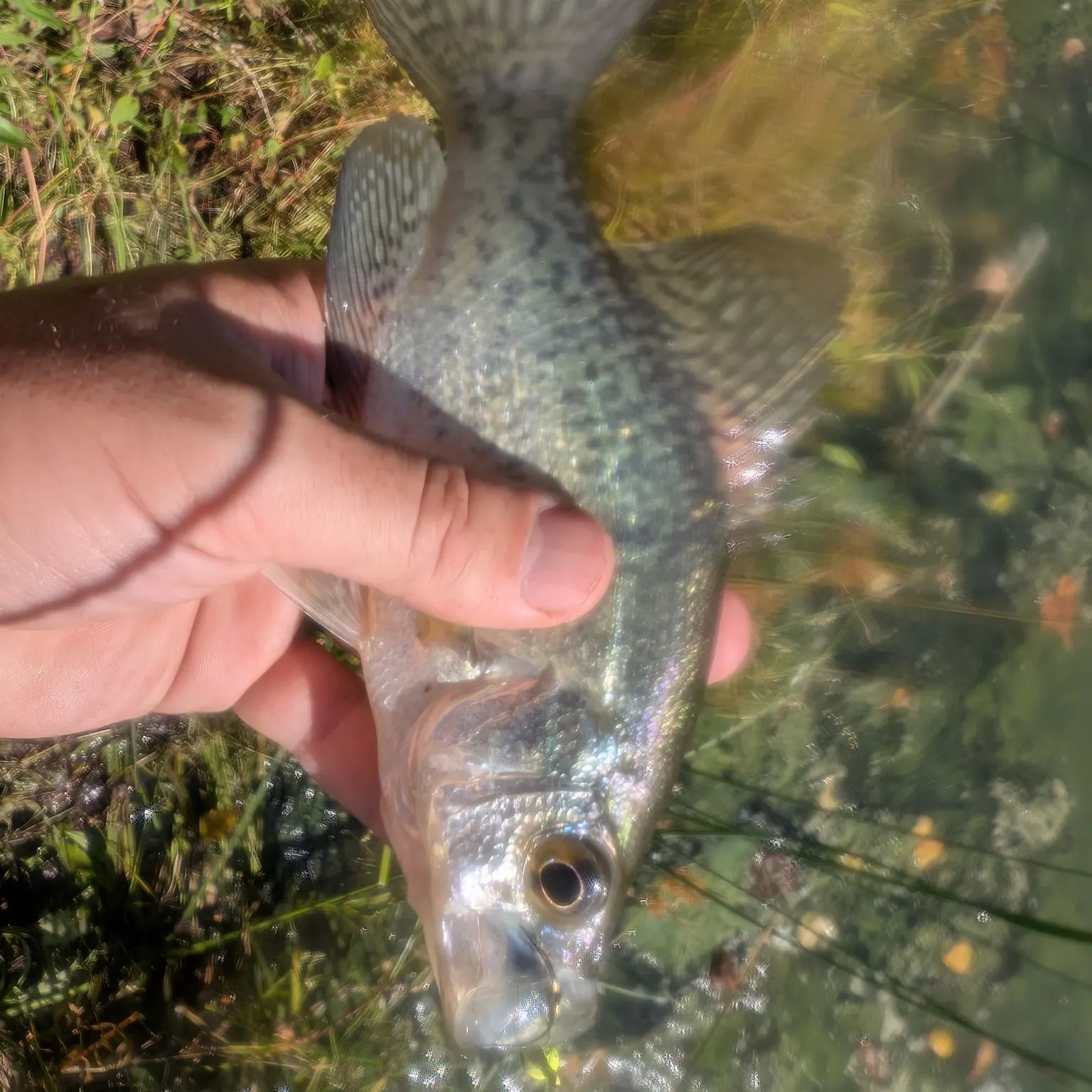 Black crappie caught on Fishbrain