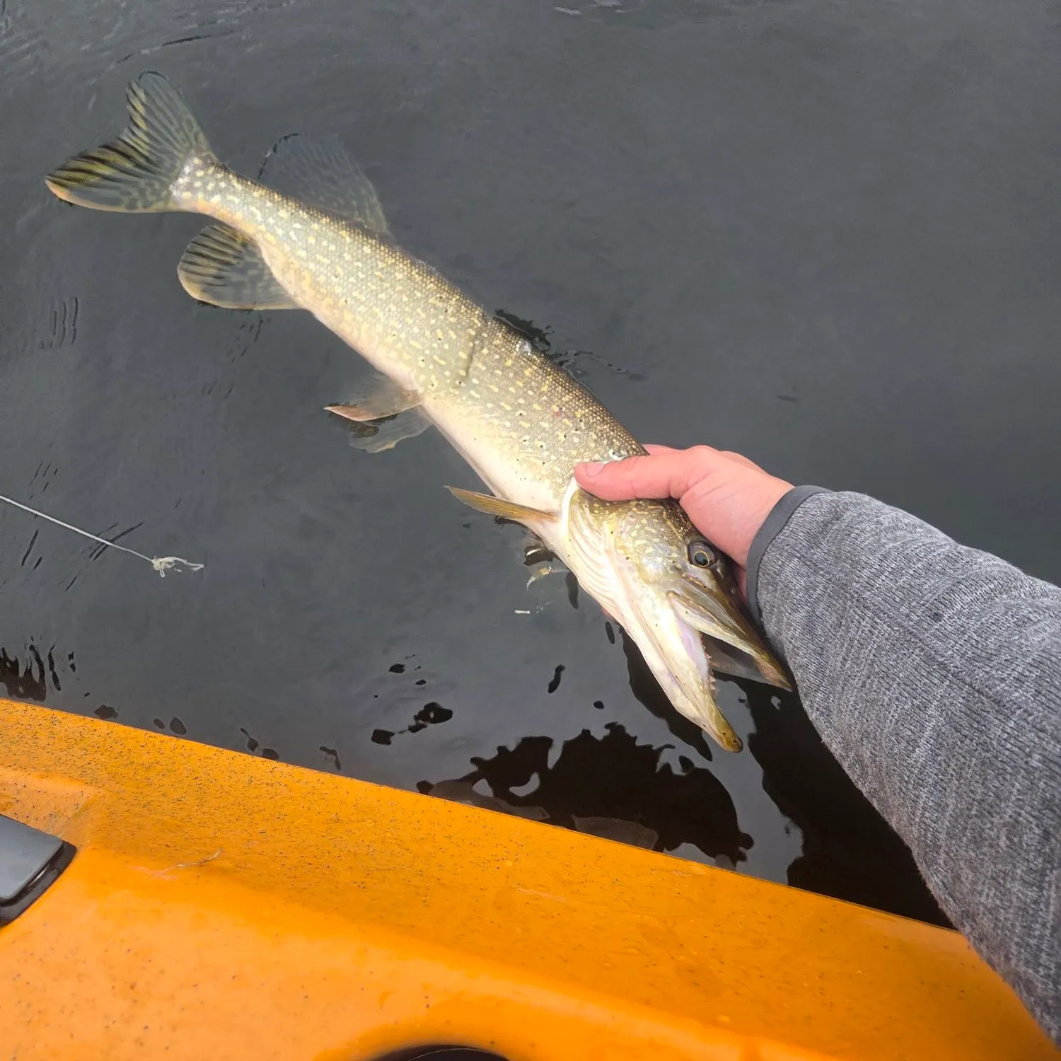 Northern pike caught on Fishbrain