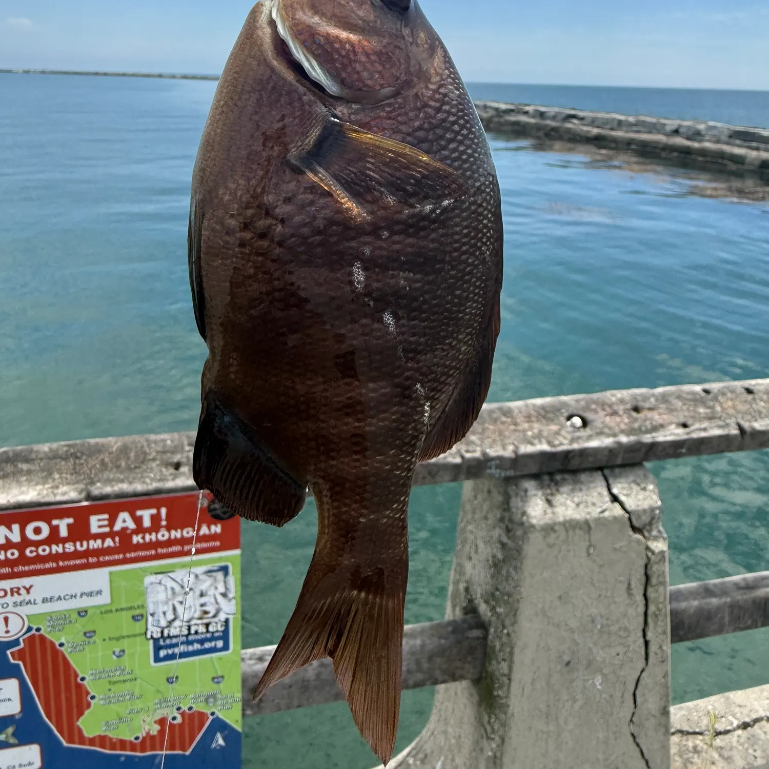 The most recent Black perch catches on Fishbrain