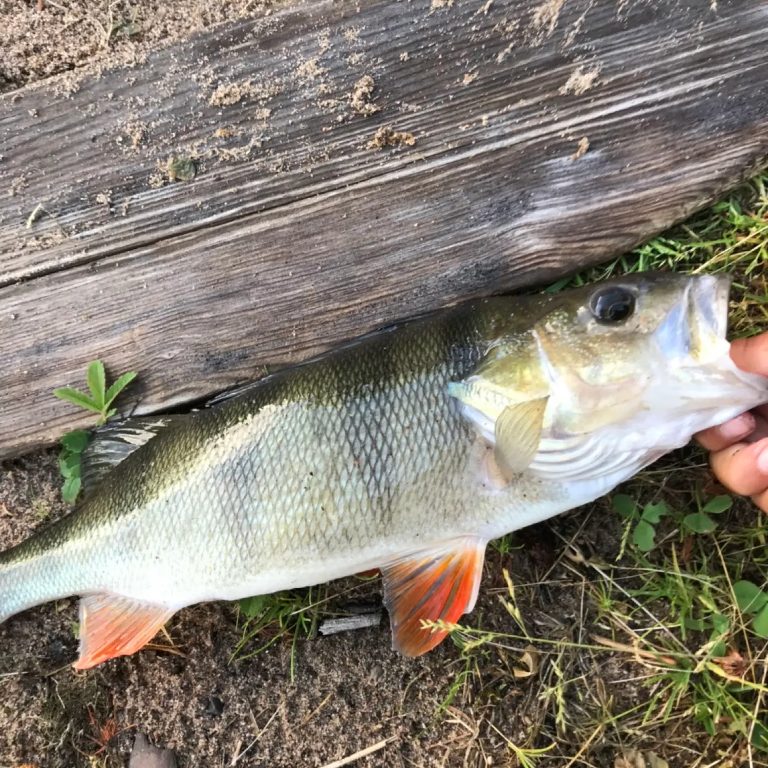 ᐅ Vittjärvsträsket fishing reports🎣• Norrbotten, Sweden fishing