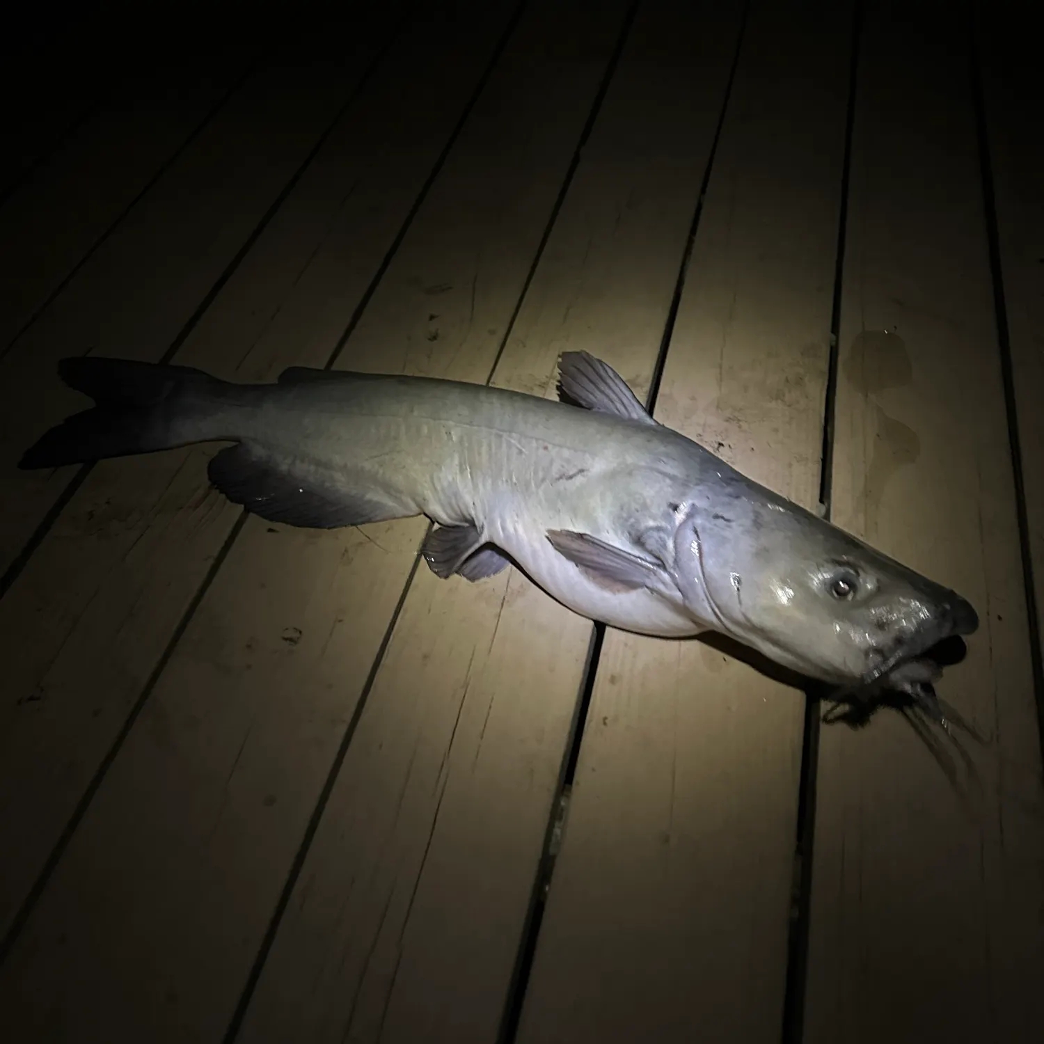 Channel catfish caught on Fishbrain