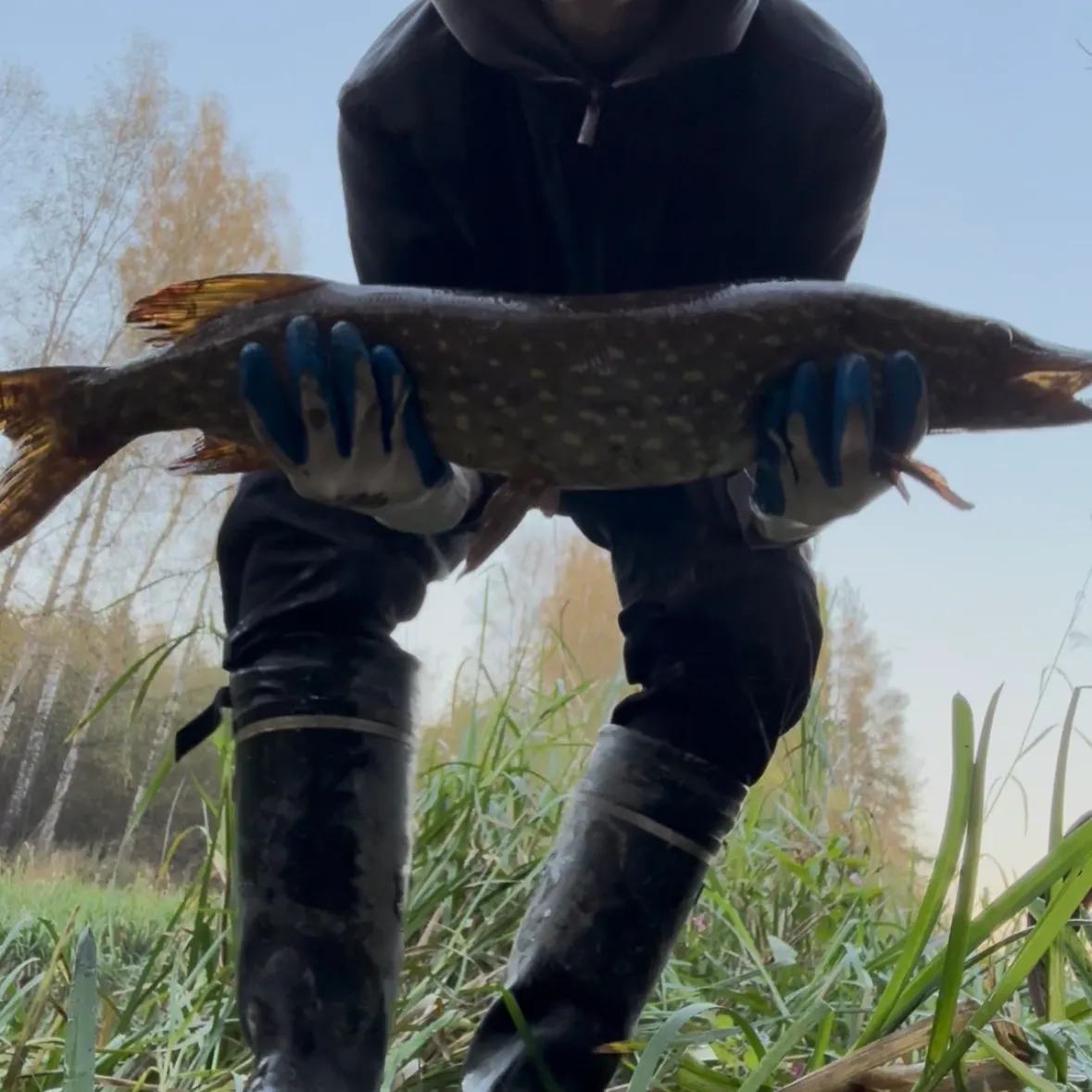 Northern pike caught on Fishbrain