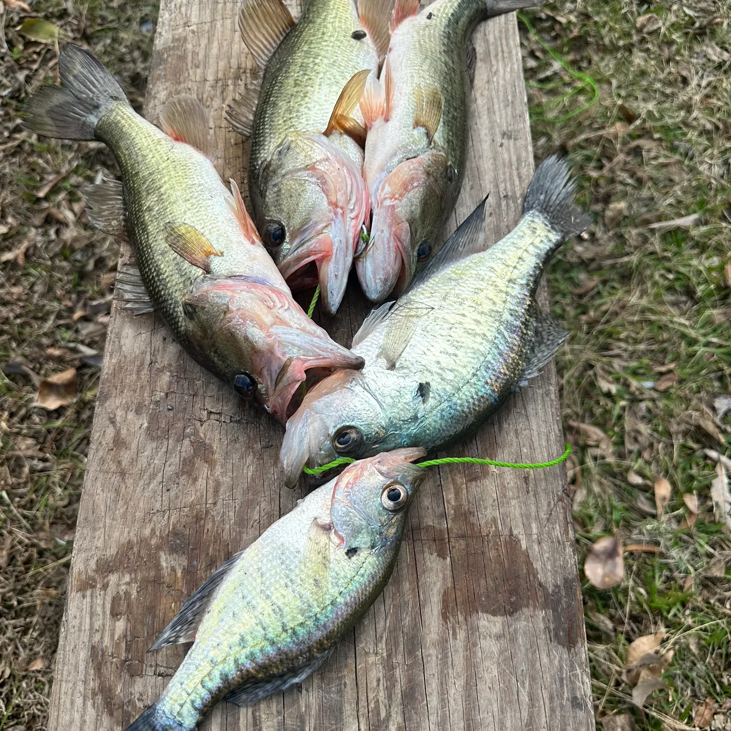 recently logged catches