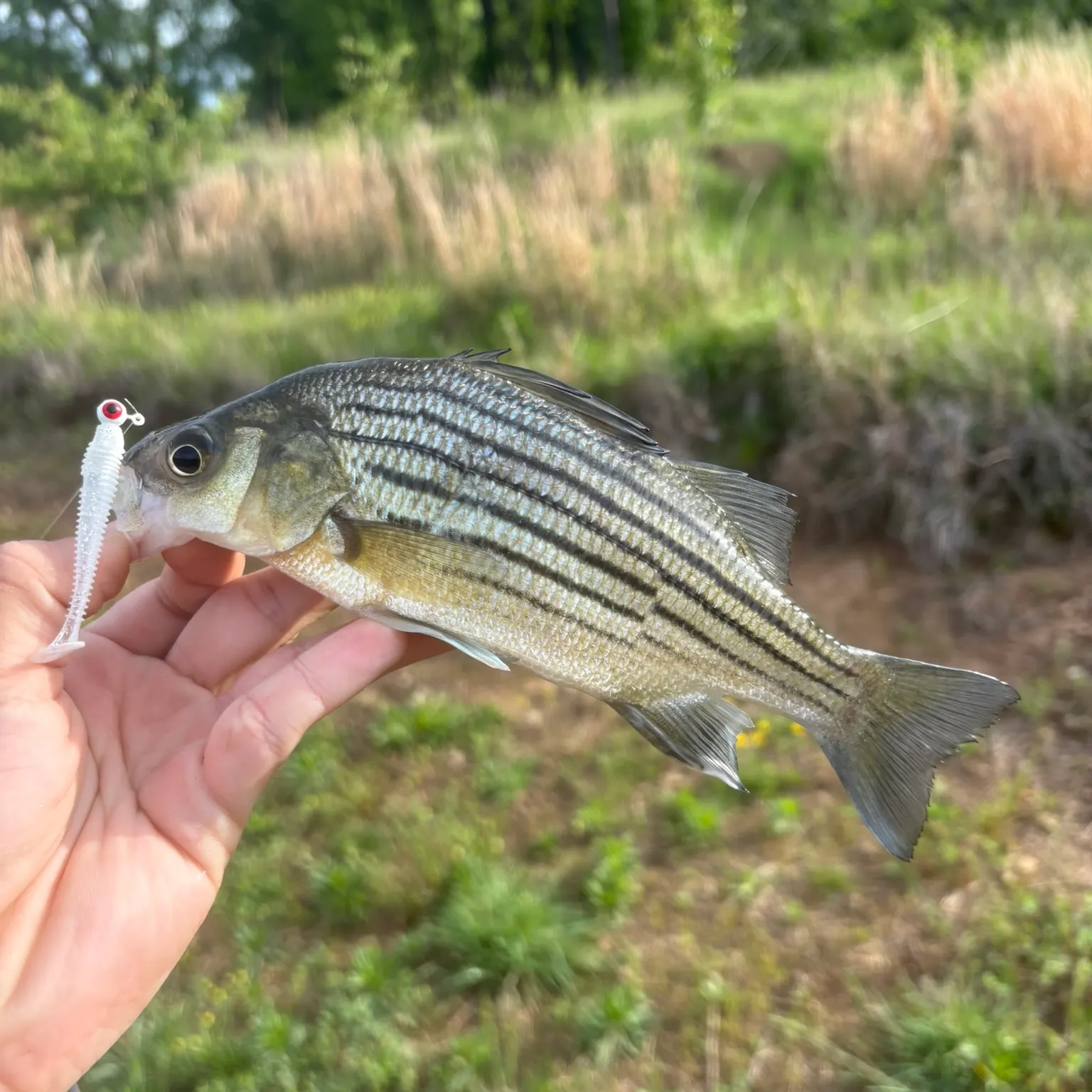 The most recent Yellow bass catches on Fishbrain