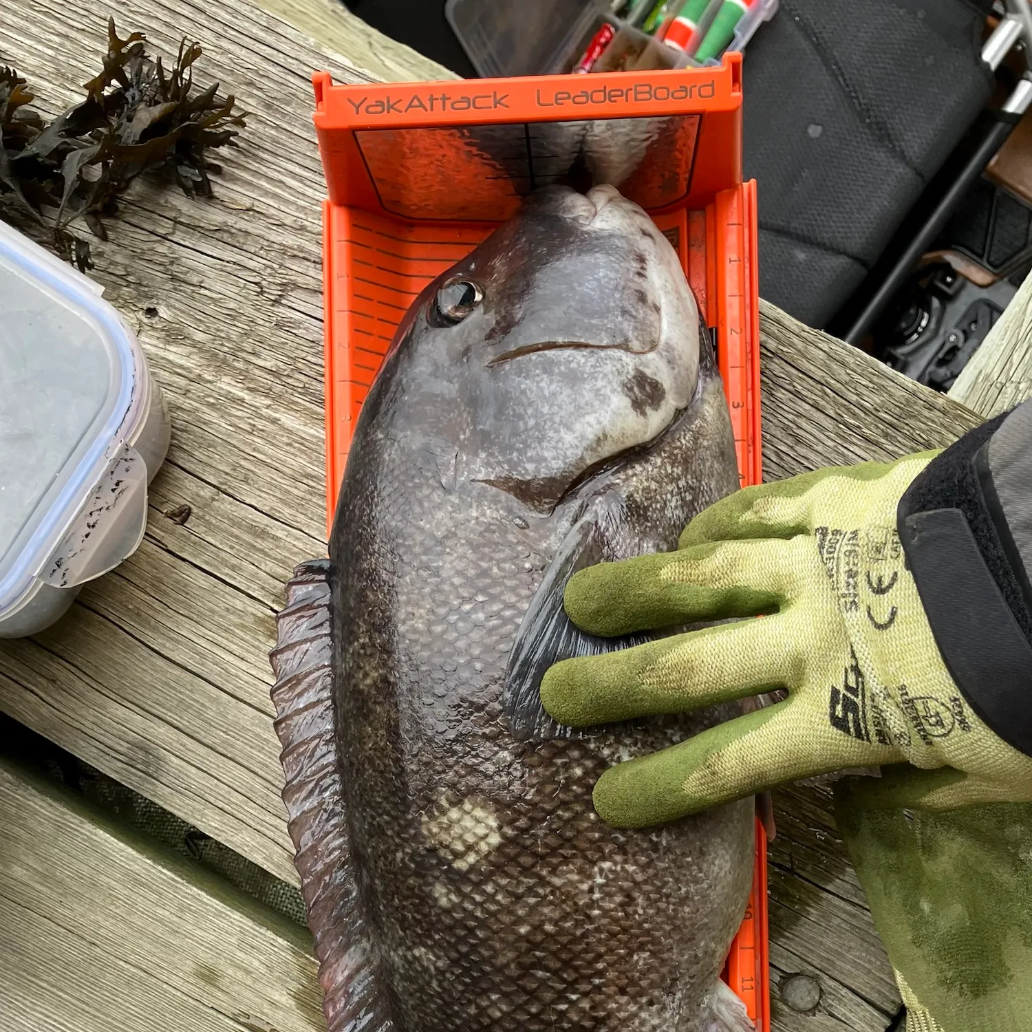 Tautog caught on Fishbrain