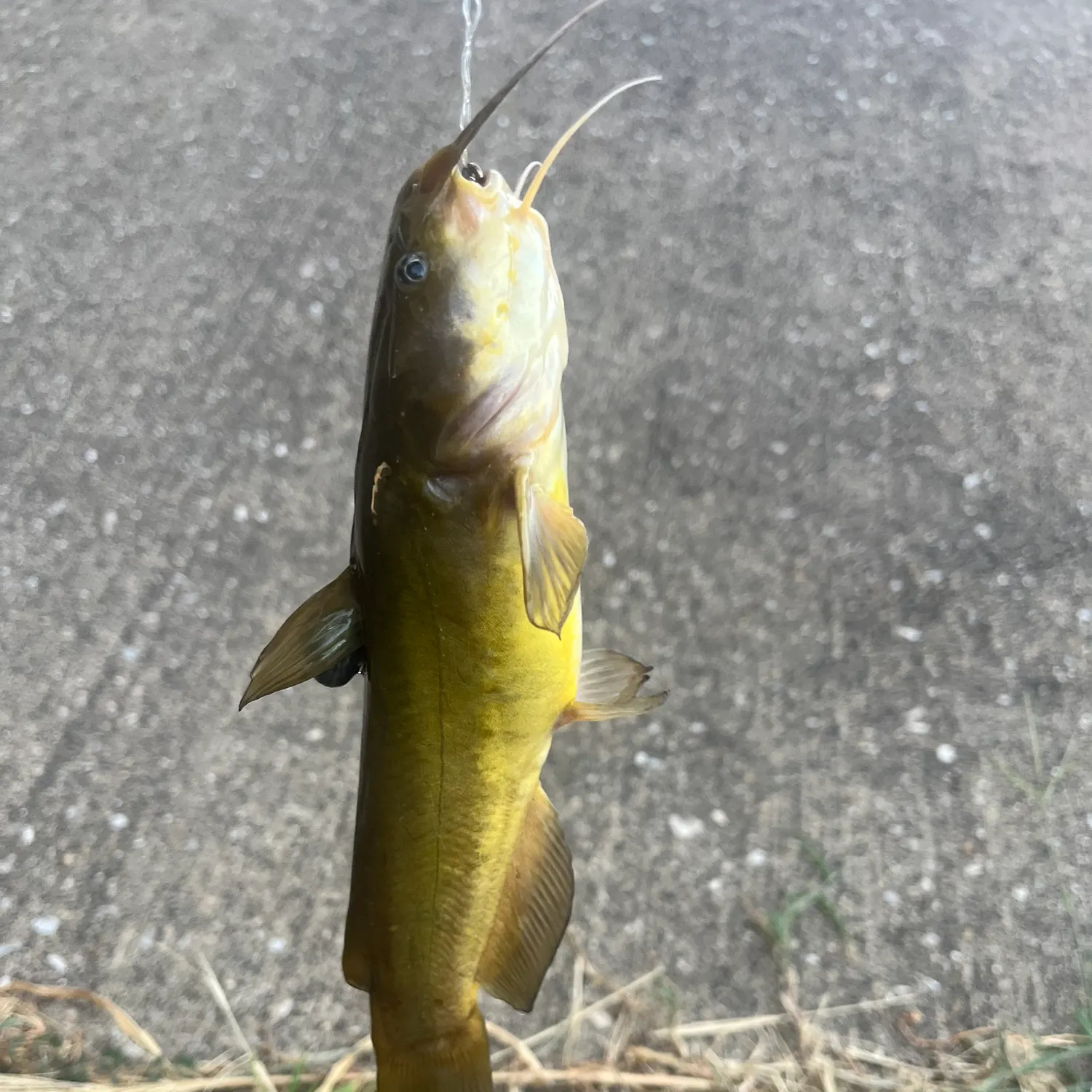 Yellow bullhead caught on Fishbrain