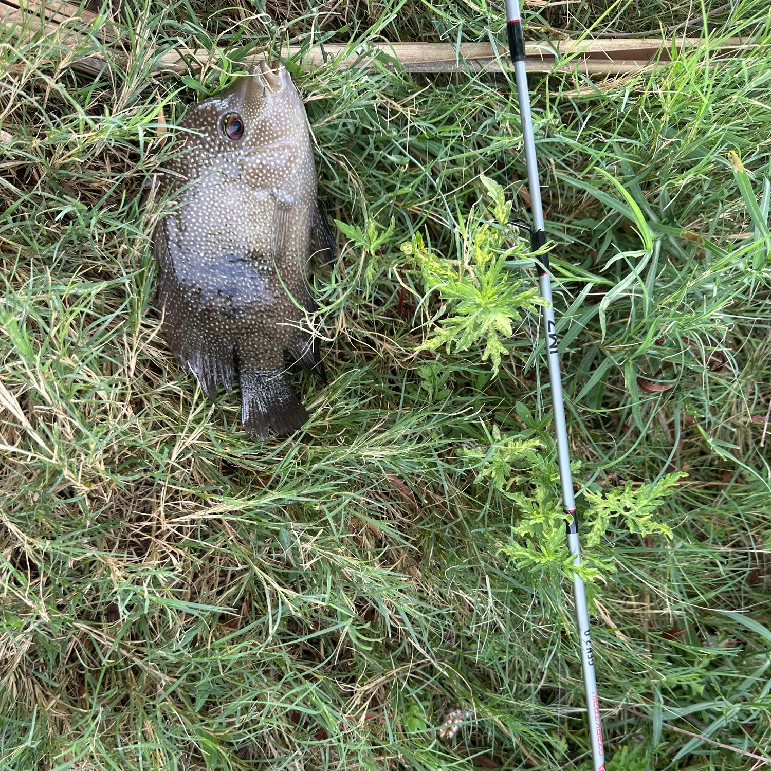Rio Grande cichlid caught on Fishbrain