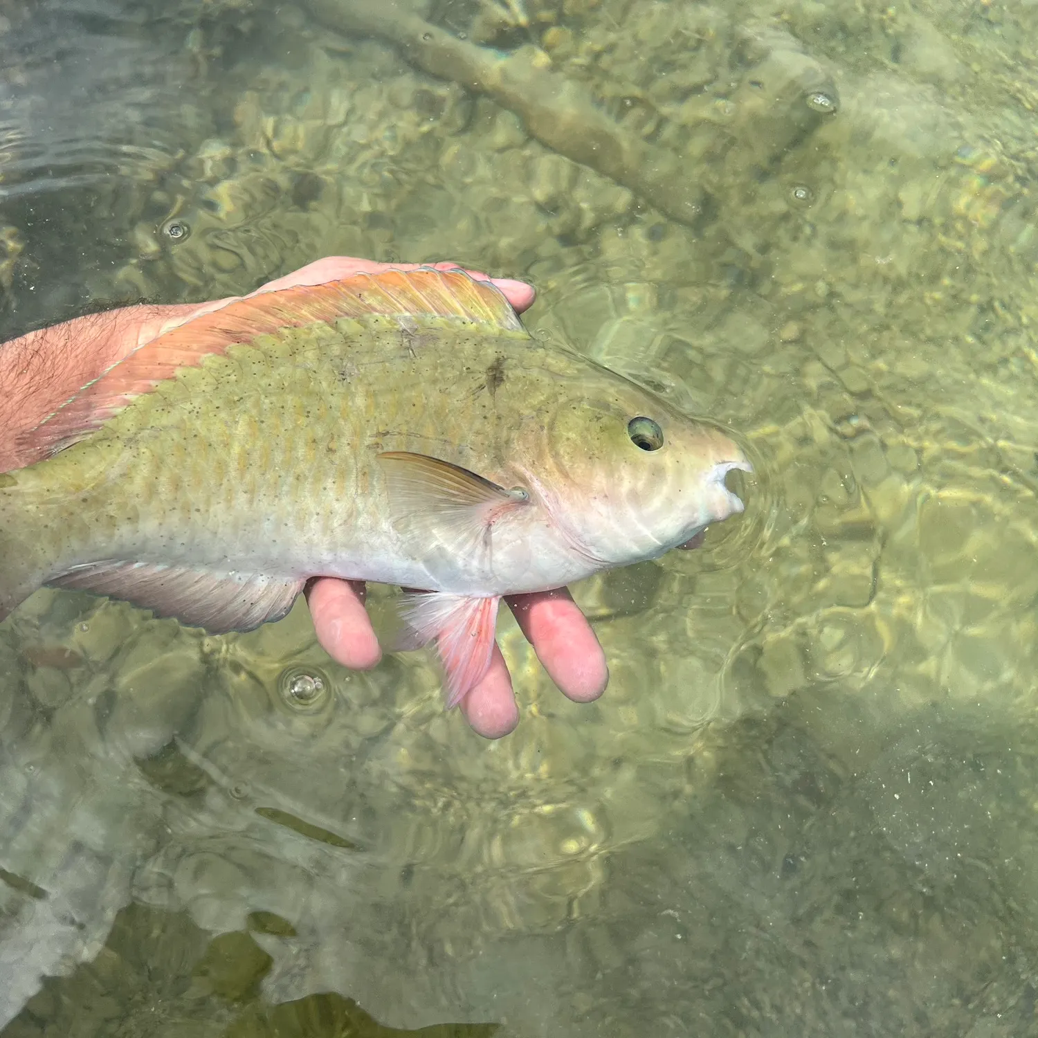 The most popular recent Common parrotfish catch on Fishbrain