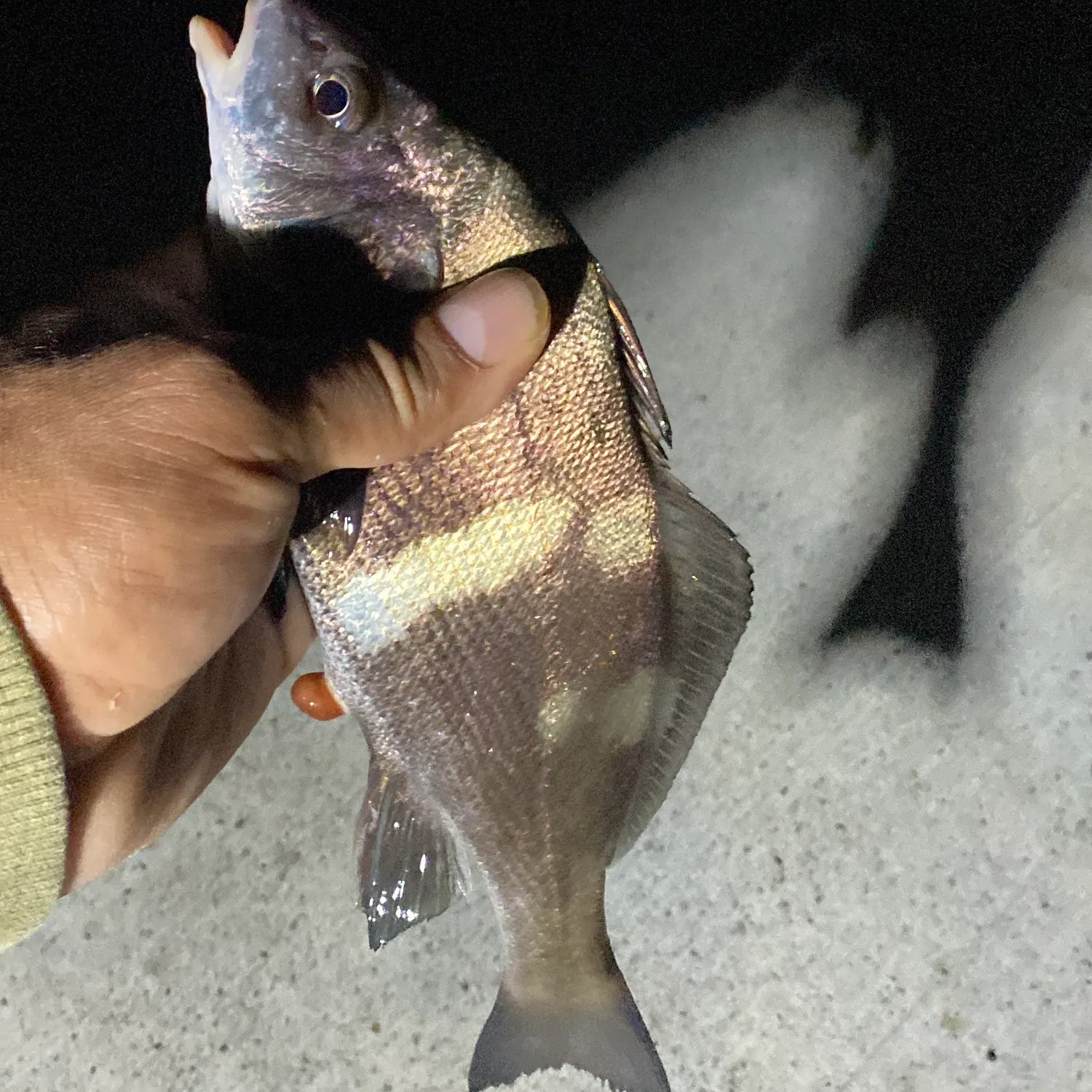 The most recent Black croaker catches on Fishbrain