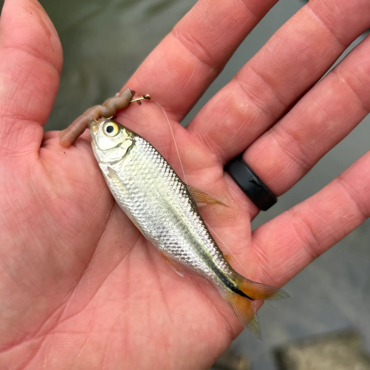 The most recent Striped shiner catches on Fishbrain