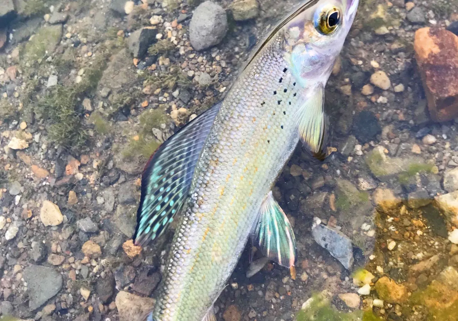 Arctic grayling