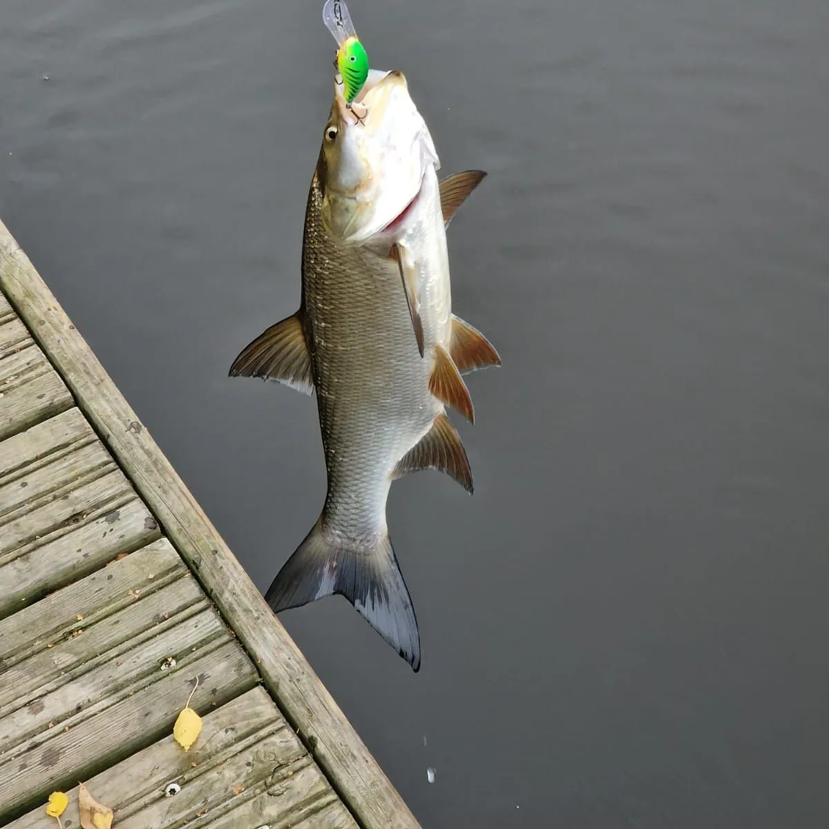 Fish caught on Fishbrain