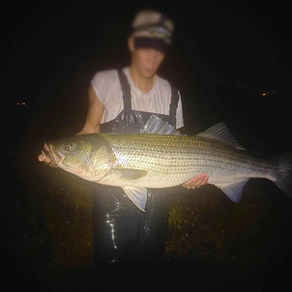 Striped bass caught on Fishbrain