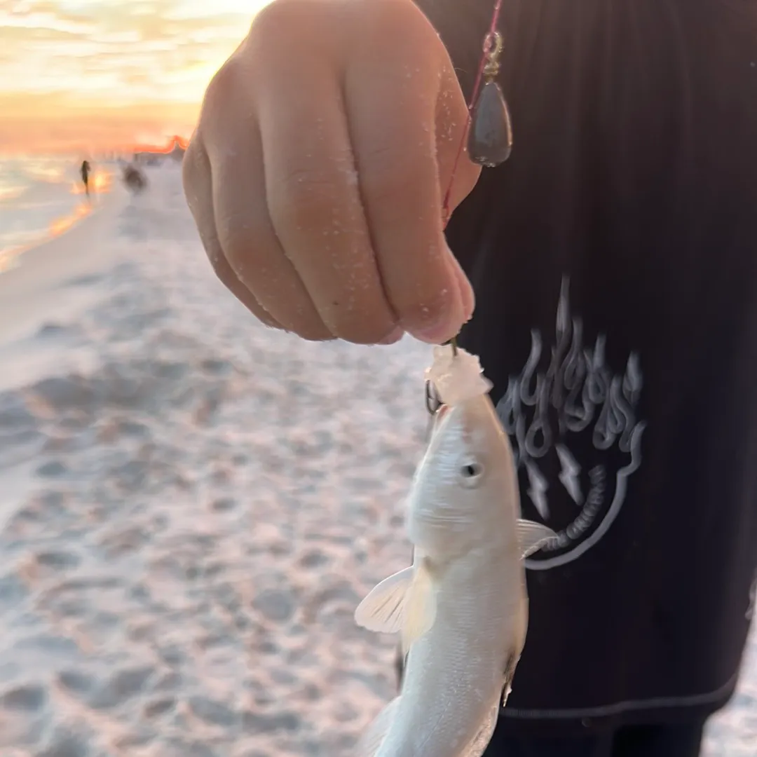 Gulf kingcroaker caught on Fishbrain