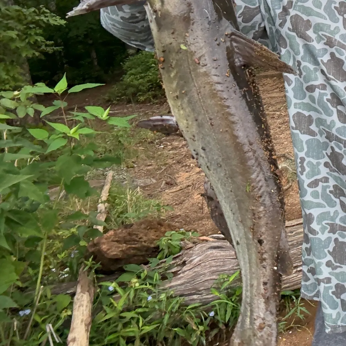 Channel catfish caught on Fishbrain