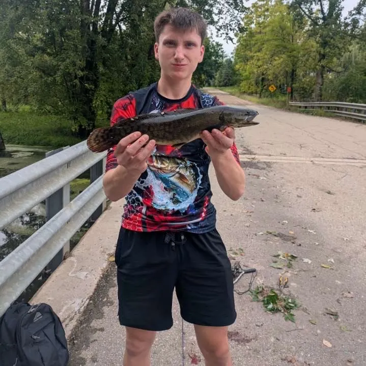 Eyetail bowfin caught on Fishbrain
