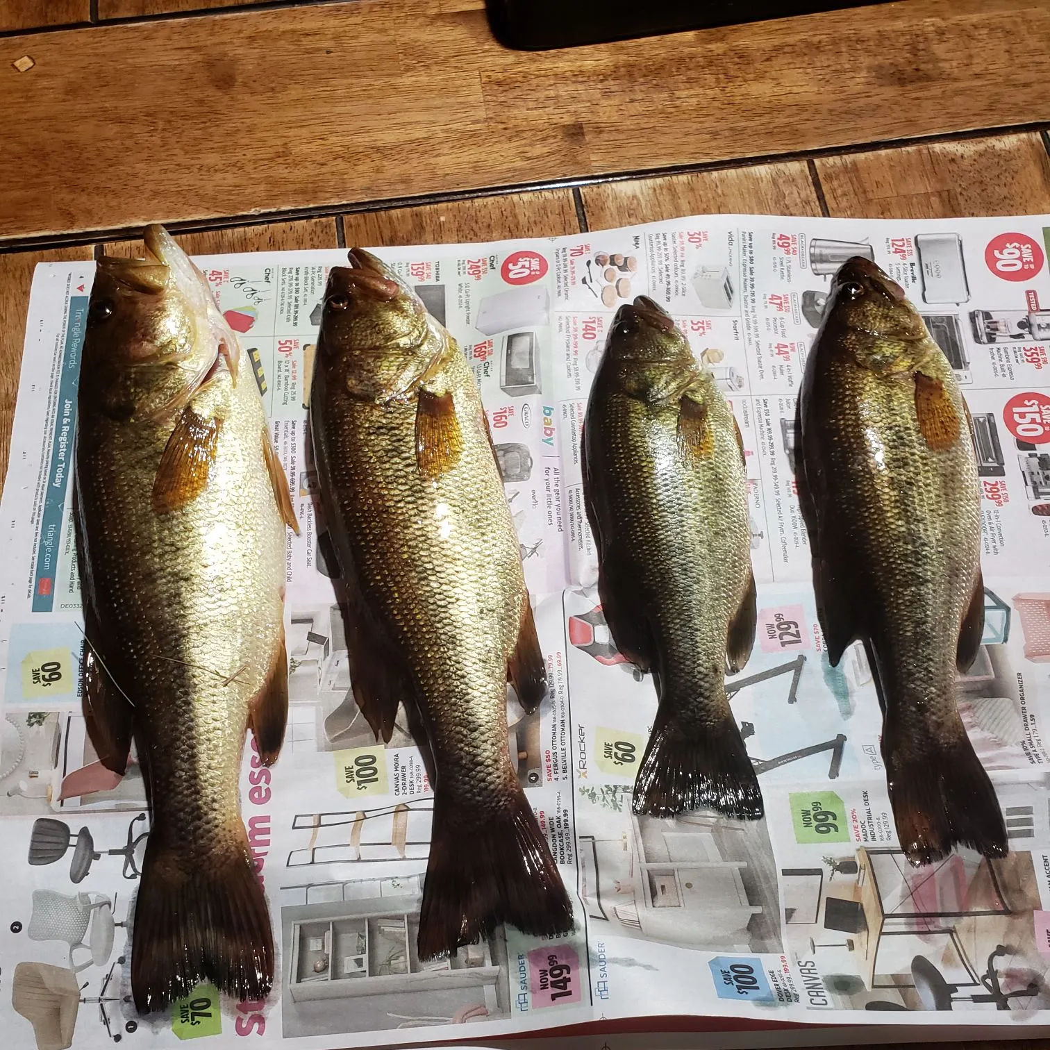 recently logged catches